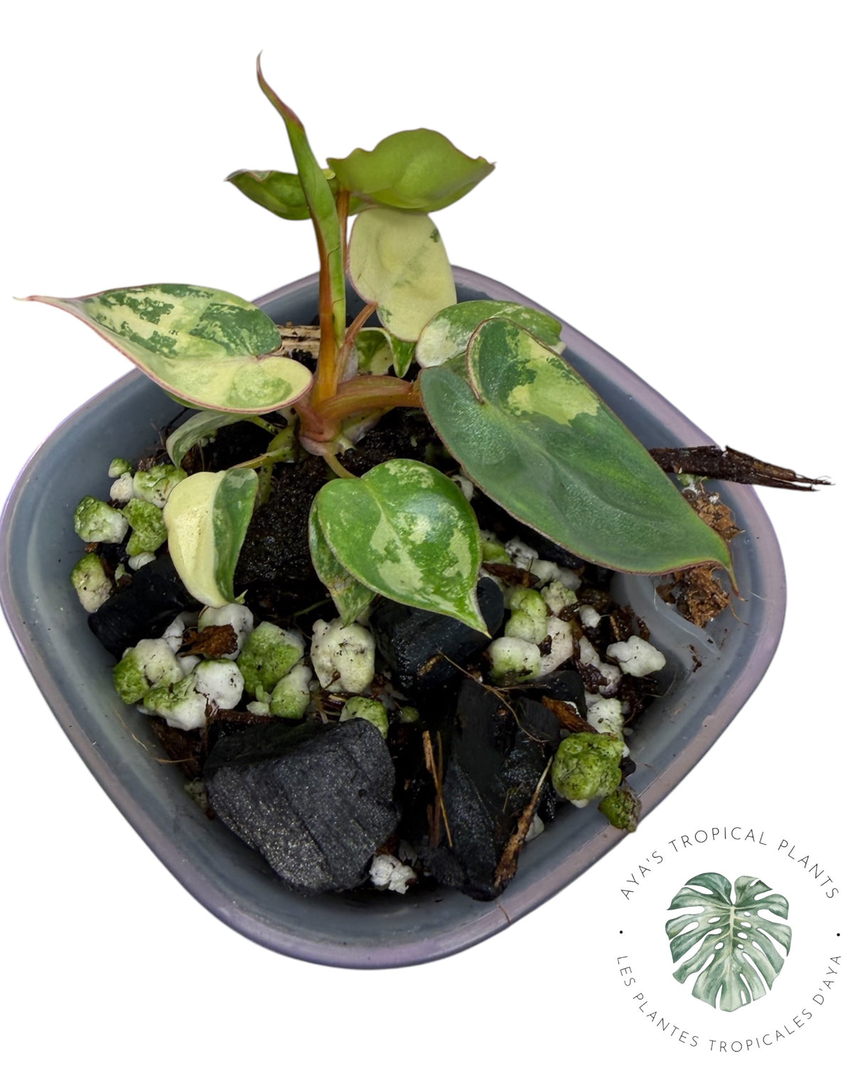 Philodendron Billietiae Variegated