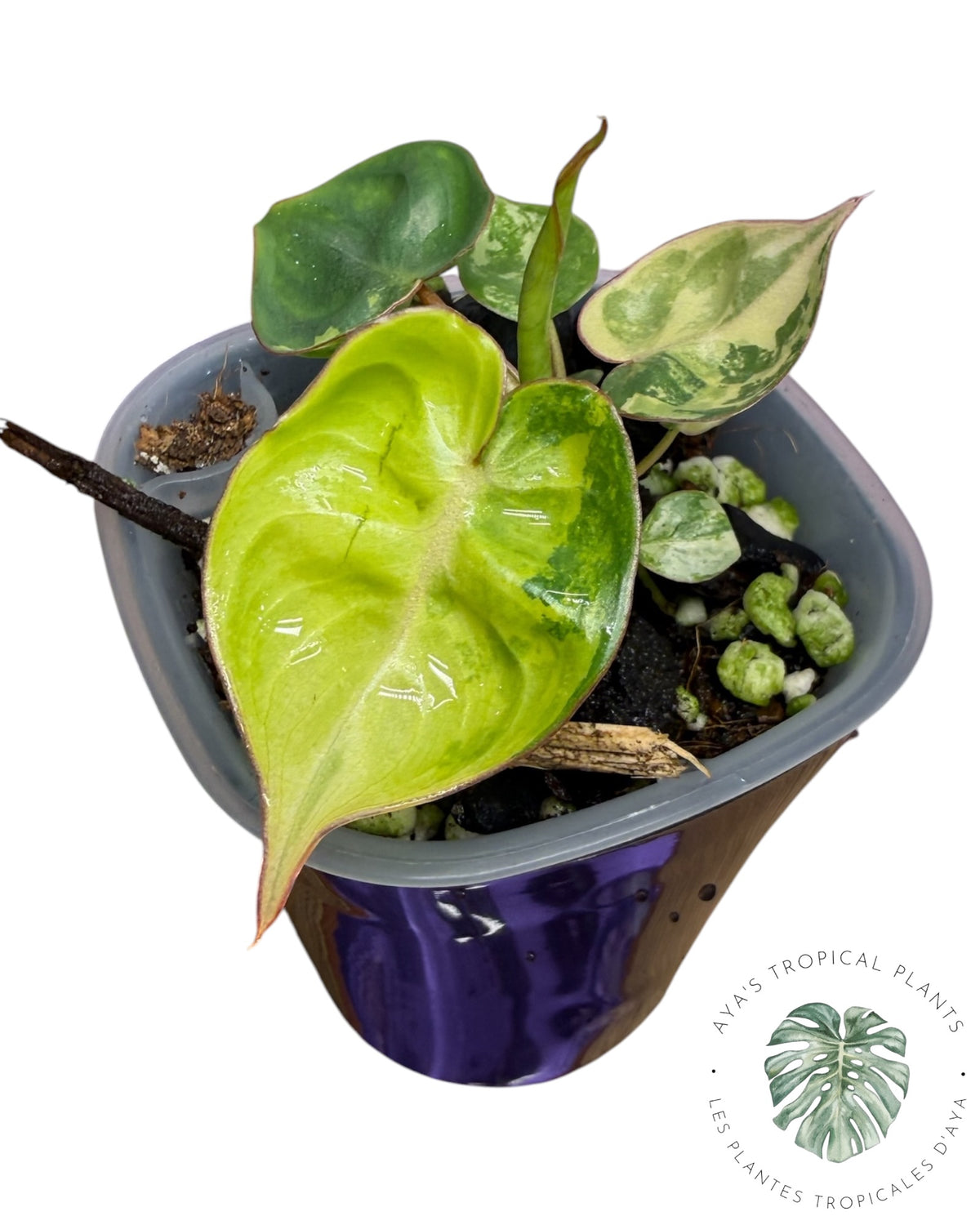 Philodendron Billietiae Variegated