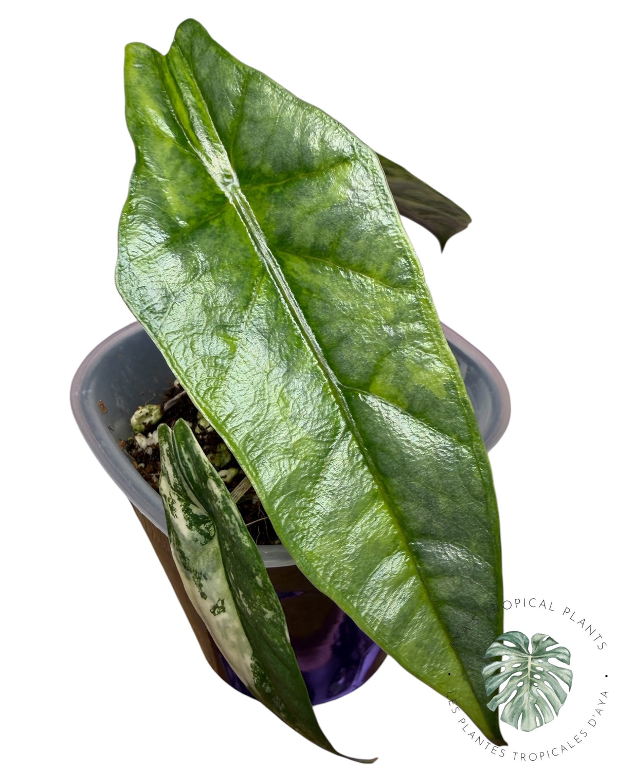 Alocasia Heterophylla Metallic  Blue Aurea Variegated