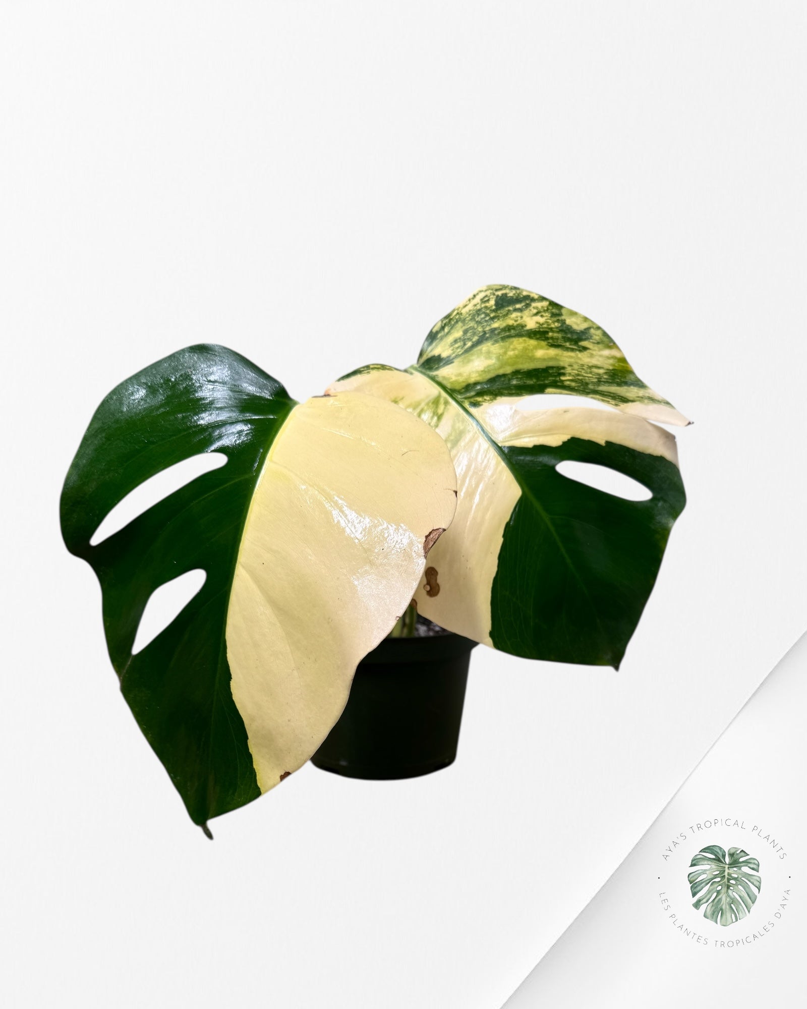 Monstera Aurea -A20