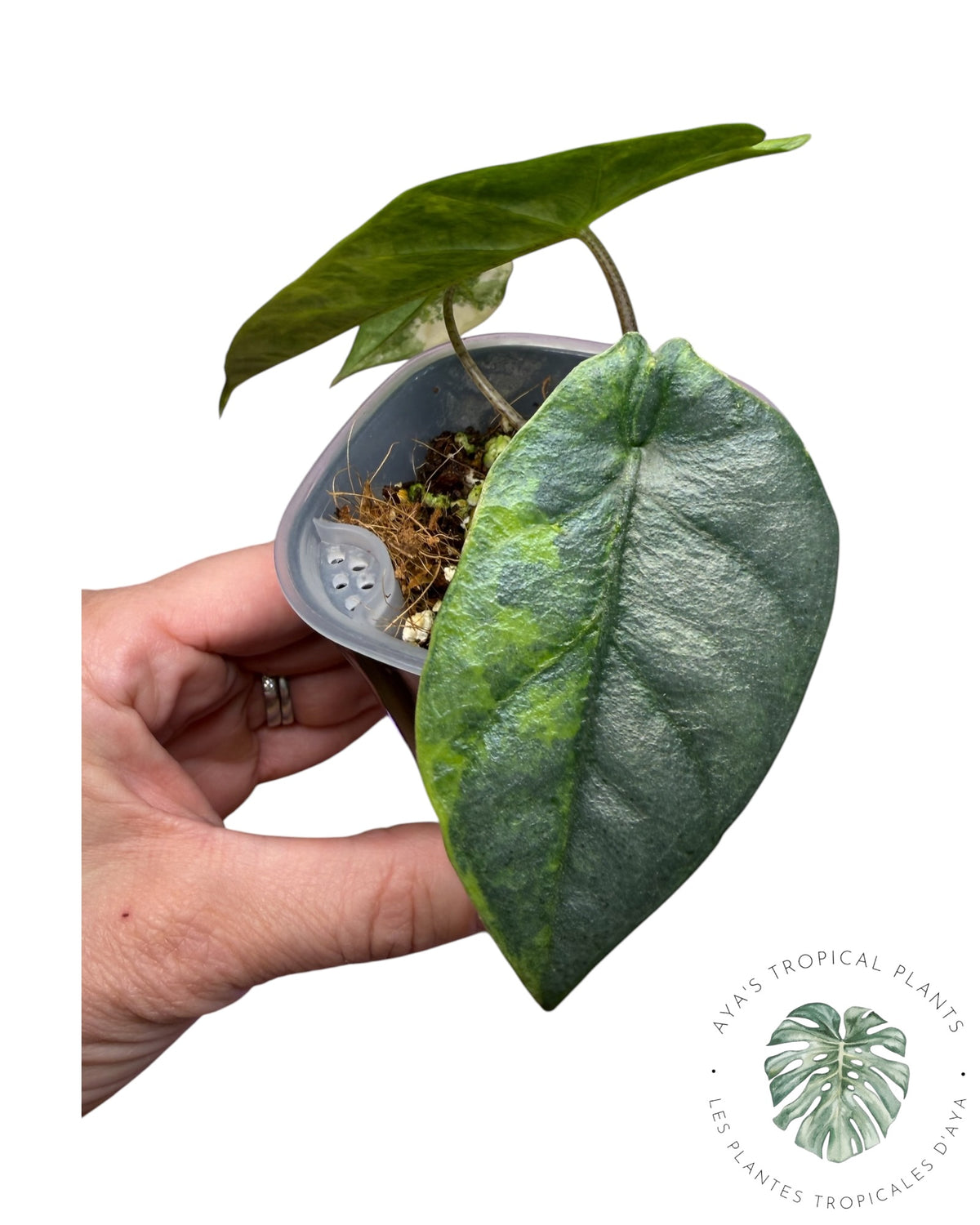 Alocasia Heterophylla Metallic  Blue Aurea Variegated