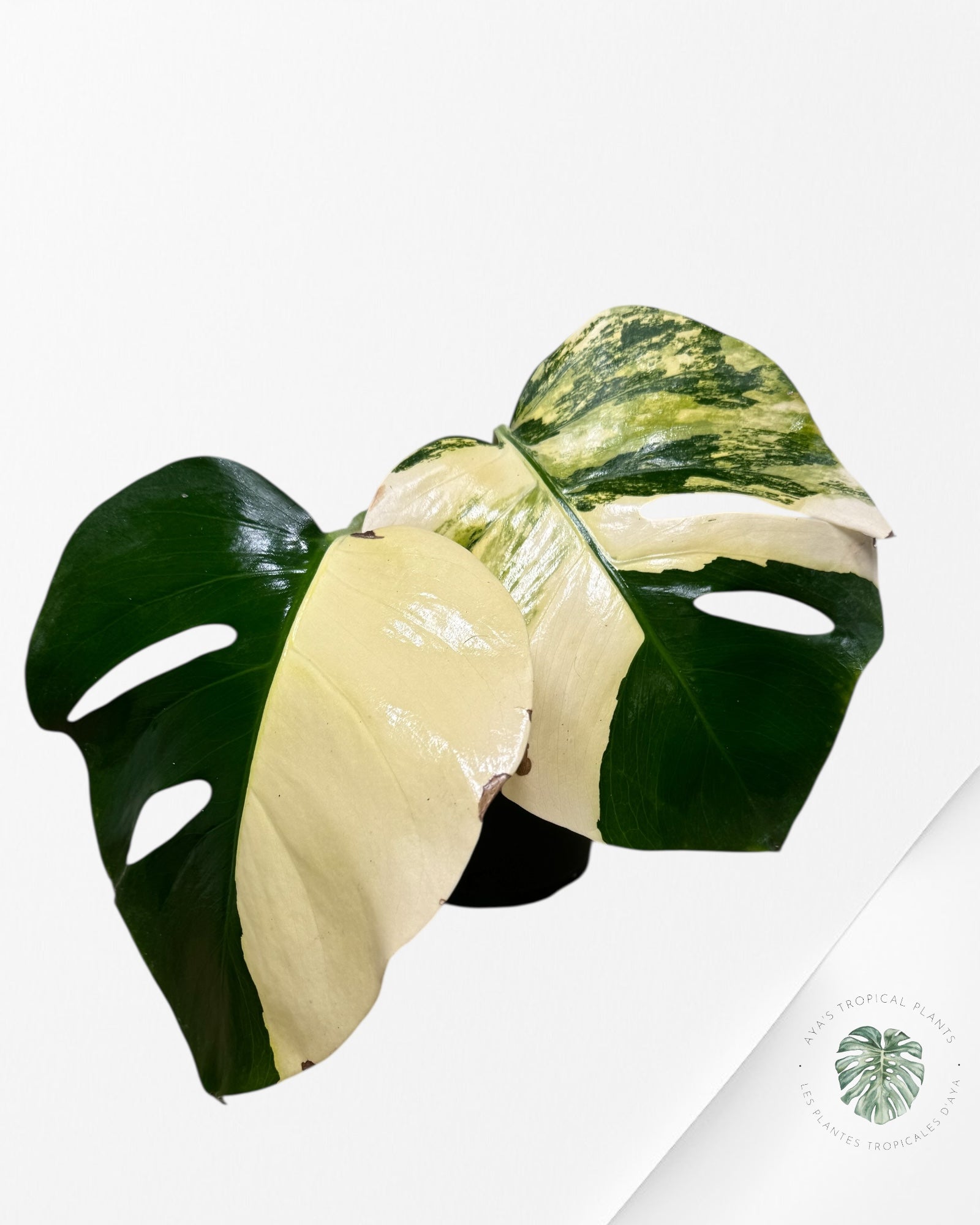 Monstera Aurea -A20