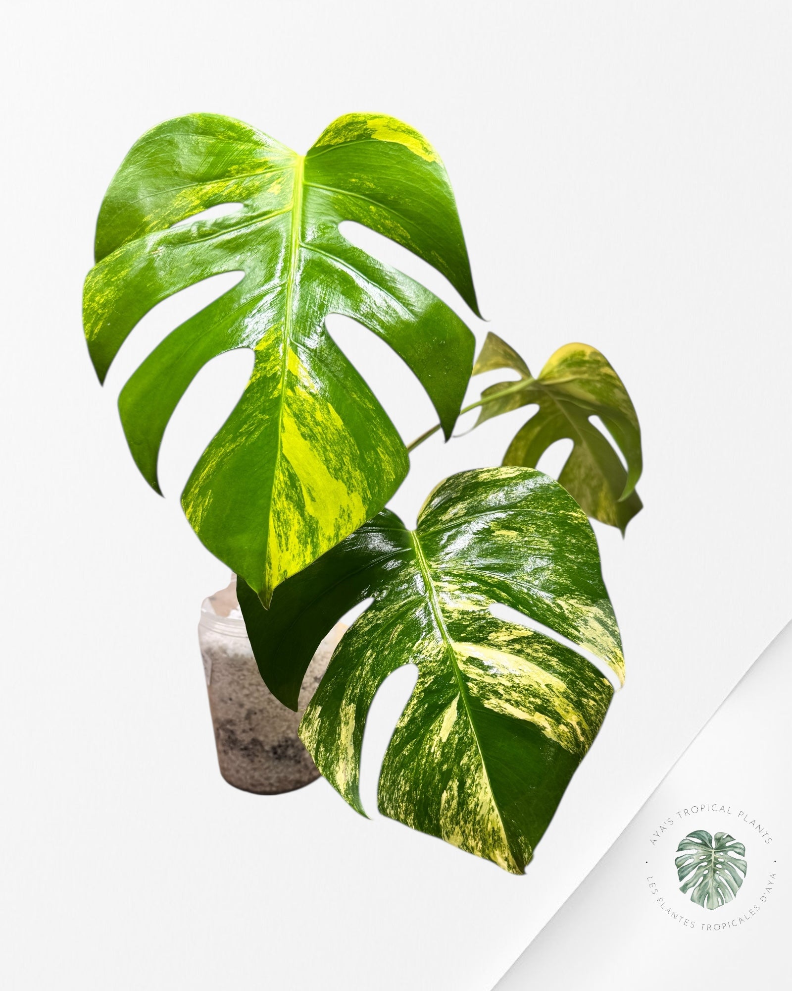 Monstera Aurea - P147
