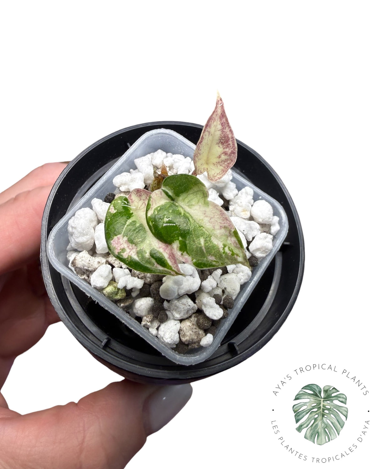 Alocasia Heterophylla Metallic Blue Albo