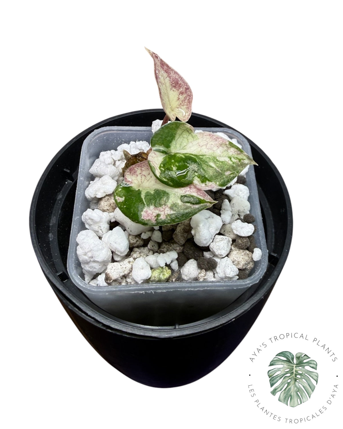 Alocasia Heterophylla Metallic Blue Albo
