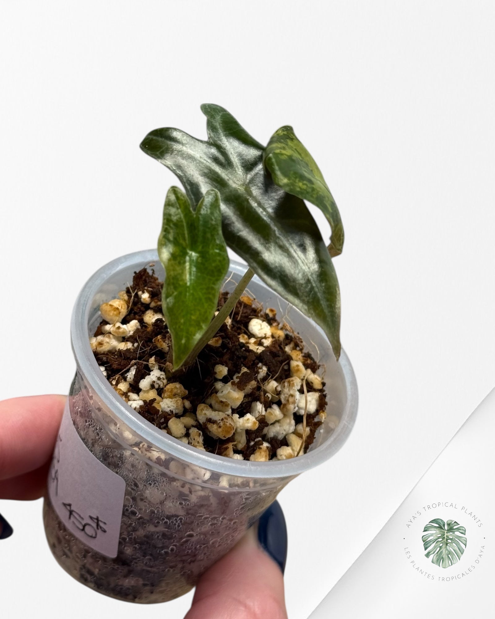 Alocasia Nobilis Variegated Aurea| Rare TC Plant| Aya's Tropical Plants