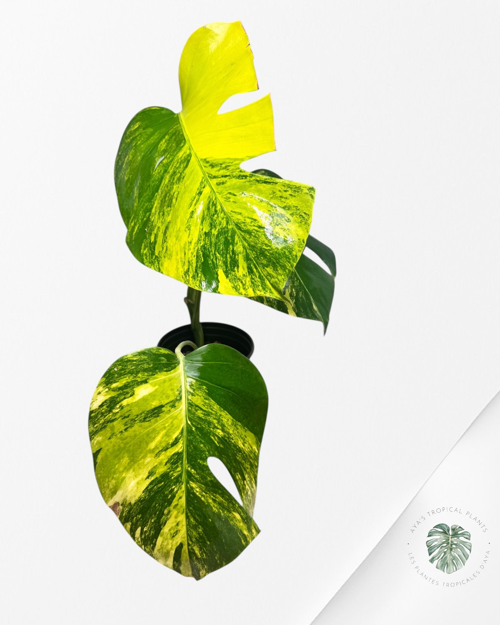 Monstera Aurea - LU1