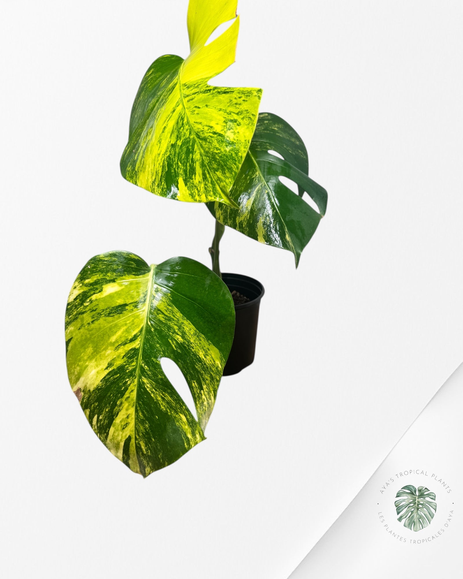 Monstera Aurea - LU1