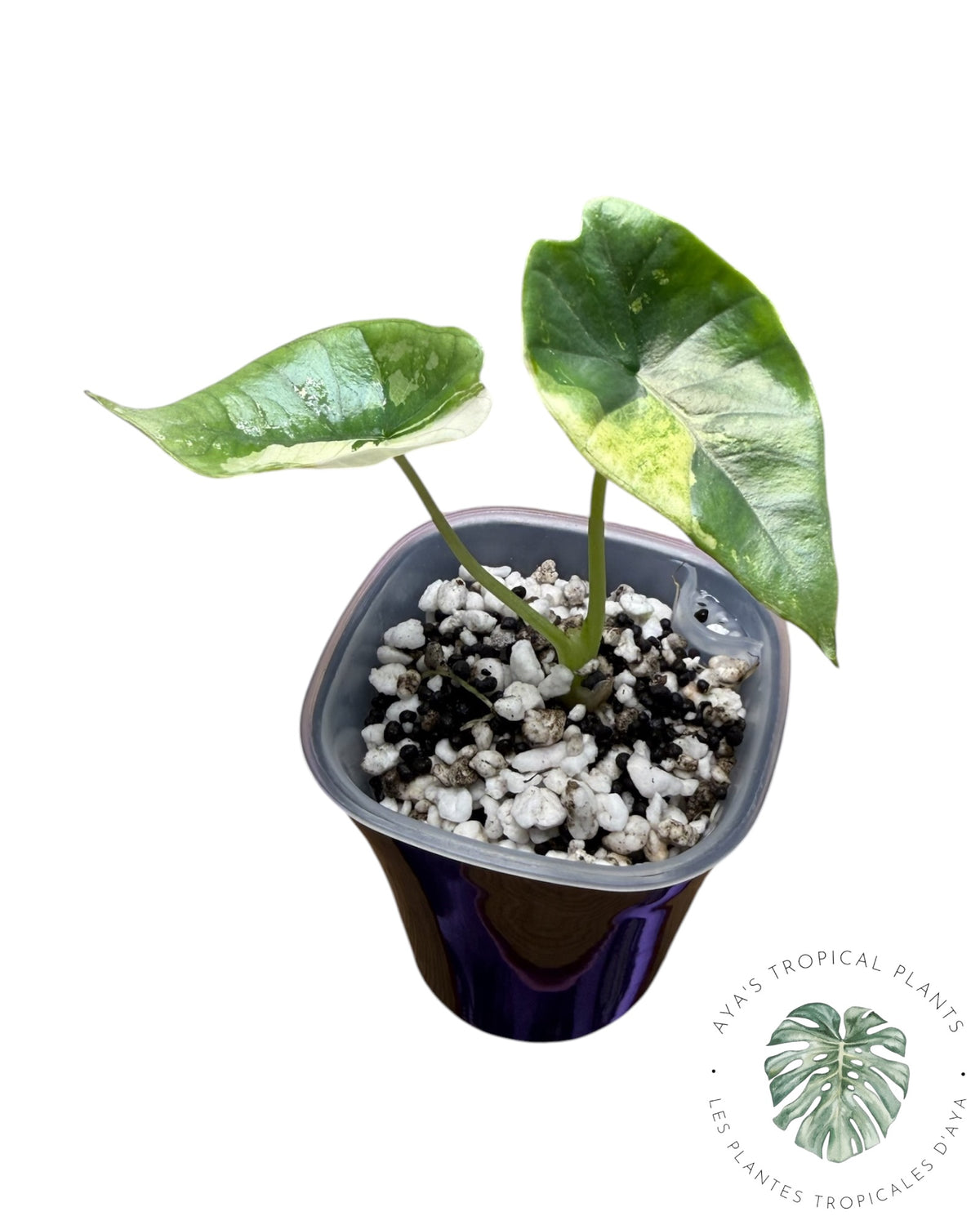 Alocasia Bisma Platinum Albo Variegata (Copie 7)