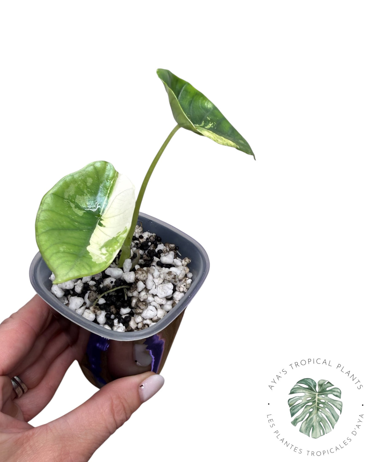 Alocasia Bisma Platinum Albo Variegata (Copie 7)