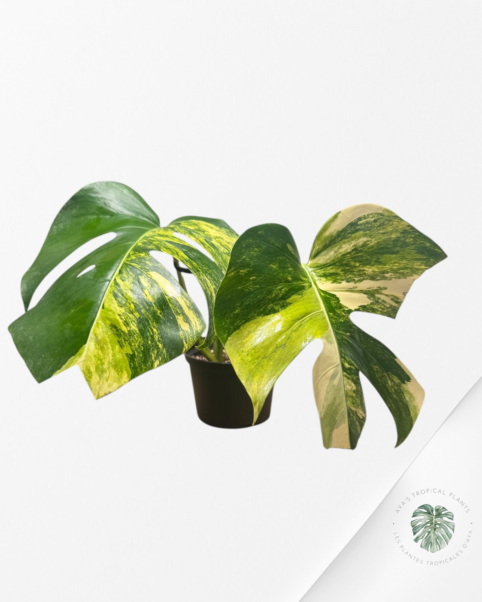 Monstera Aurea - VE1
