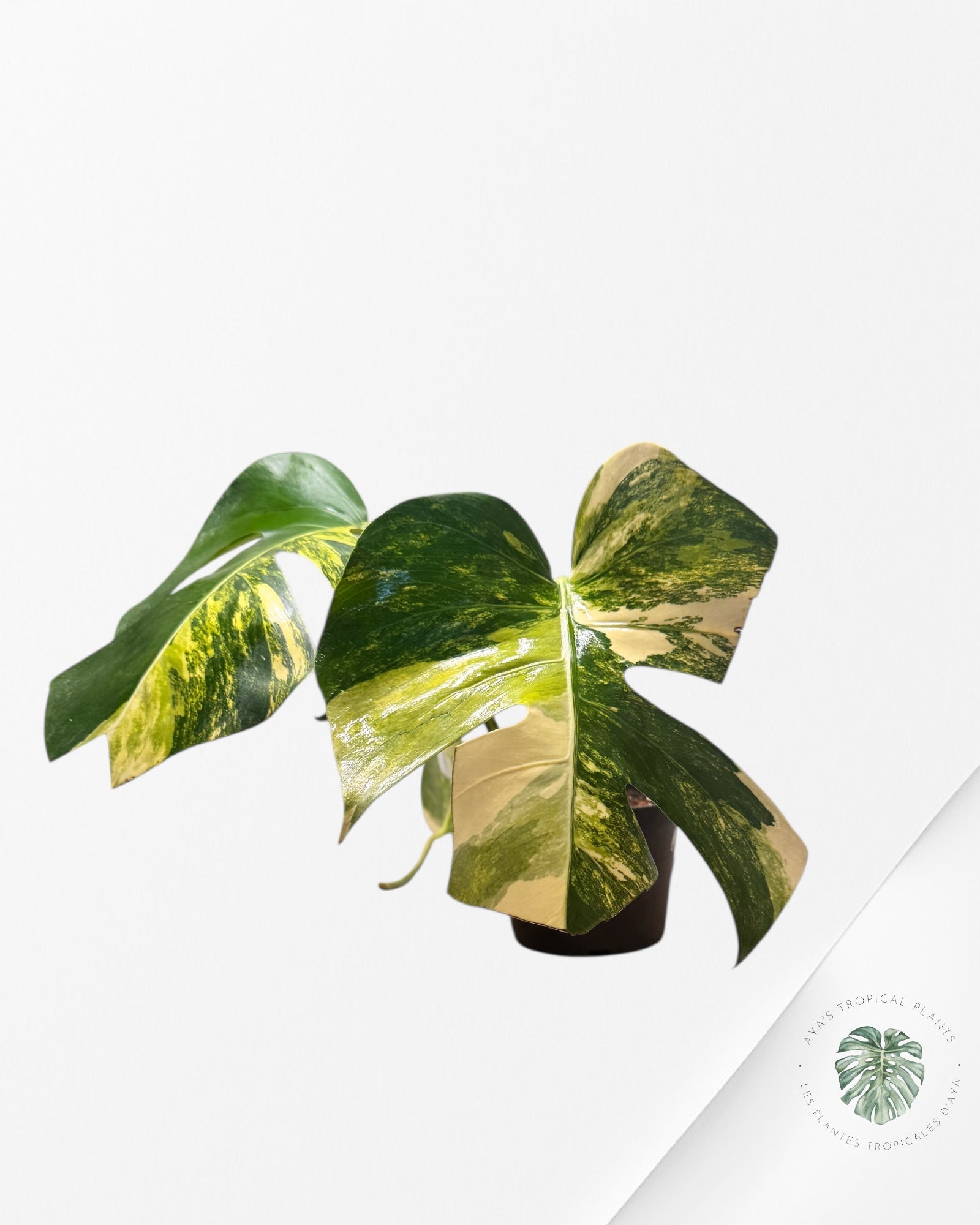 Monstera Aurea - VE1
