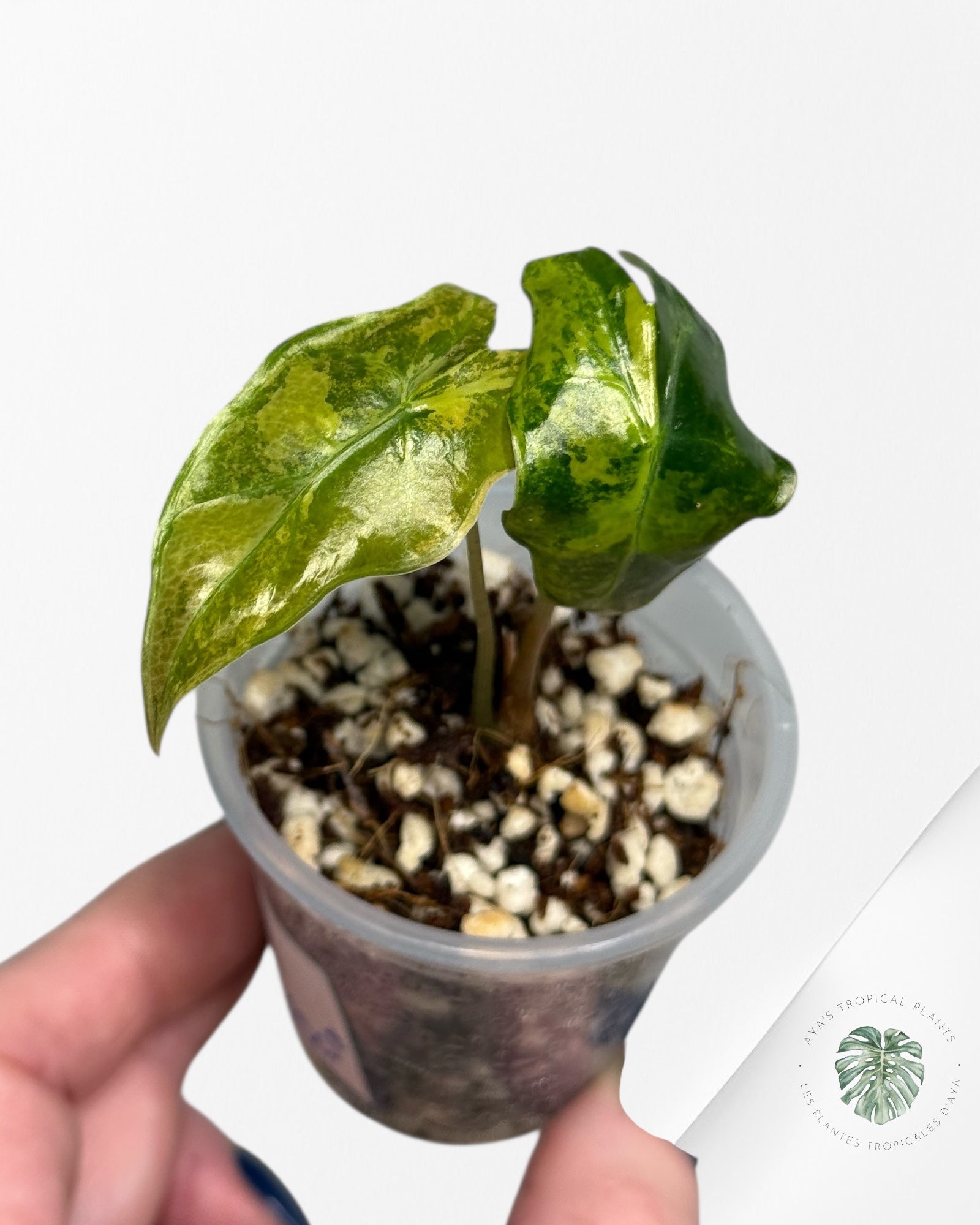 Alocasia Nobilis Variegated Aurea| Rare TC Plant| Aya's Tropical Plants