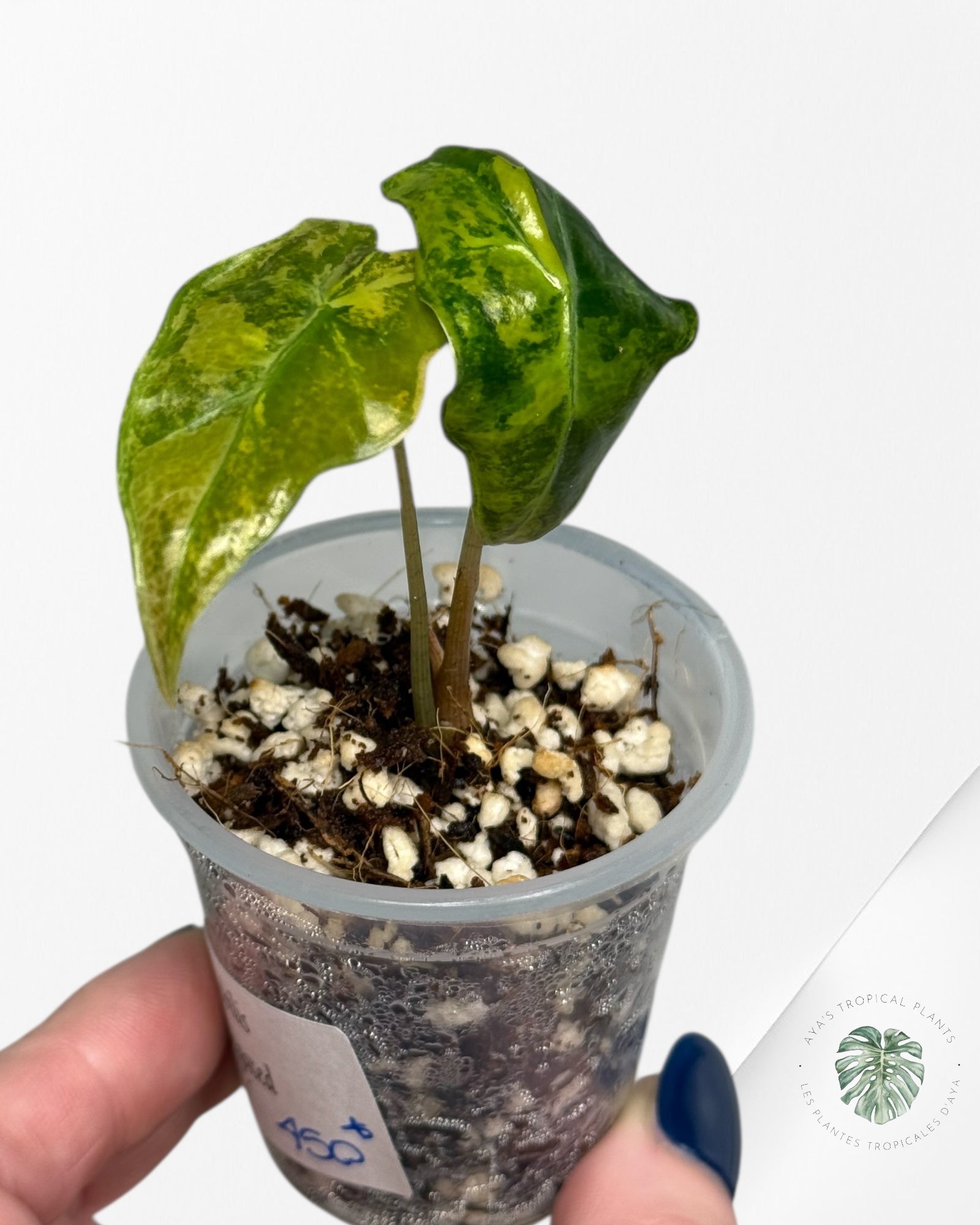 Alocasia Nobilis Variegated Aurea| Rare TC Plant| Aya's Tropical Plants