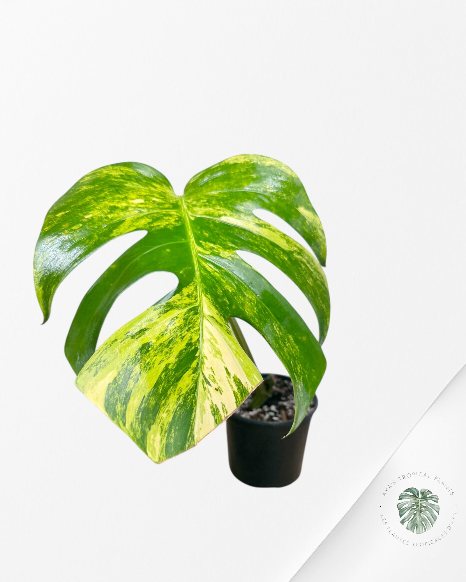 Monstera Aurea - AU6