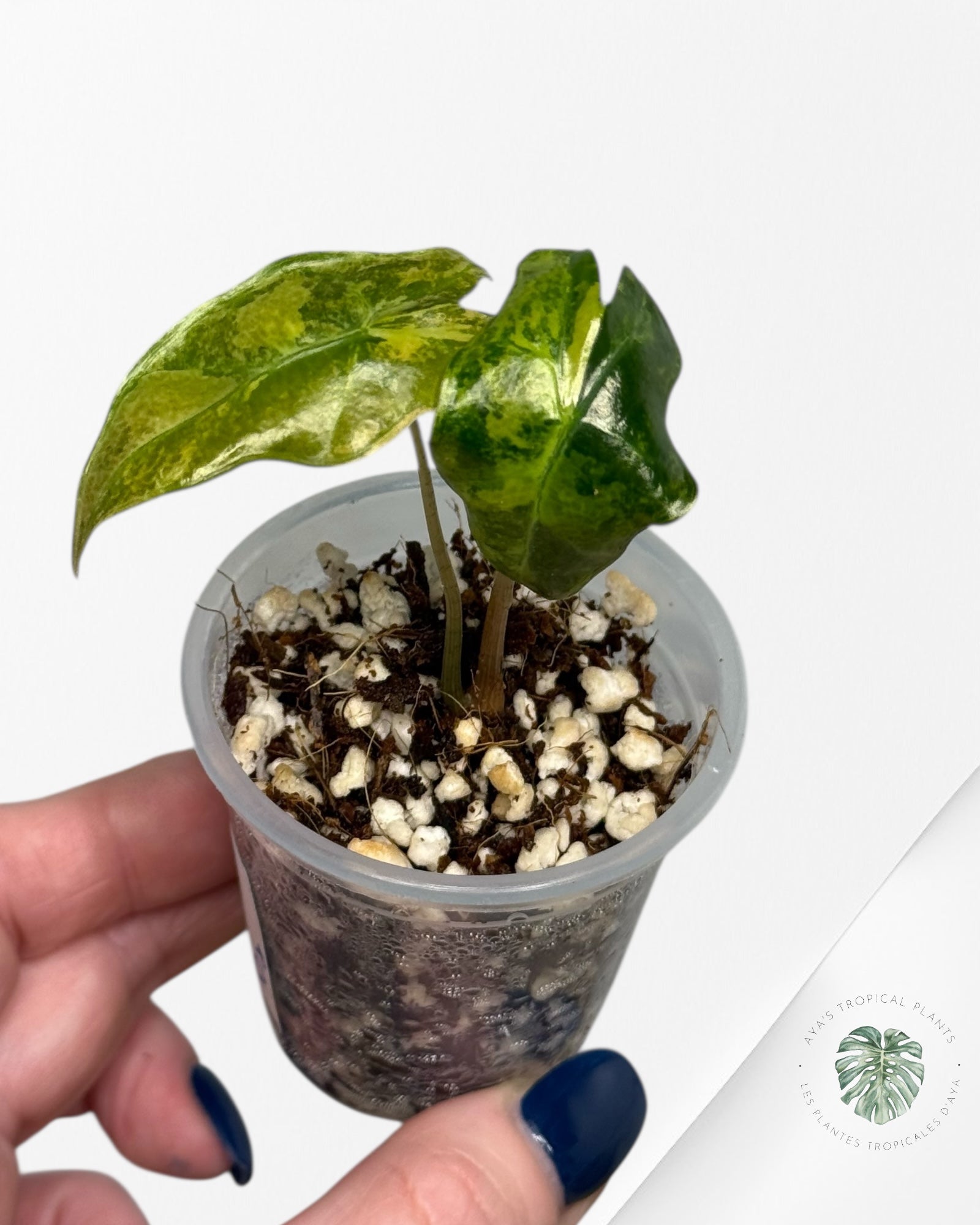 Alocasia Nobilis Variegated Aurea| Rare TC Plant| Aya's Tropical Plants