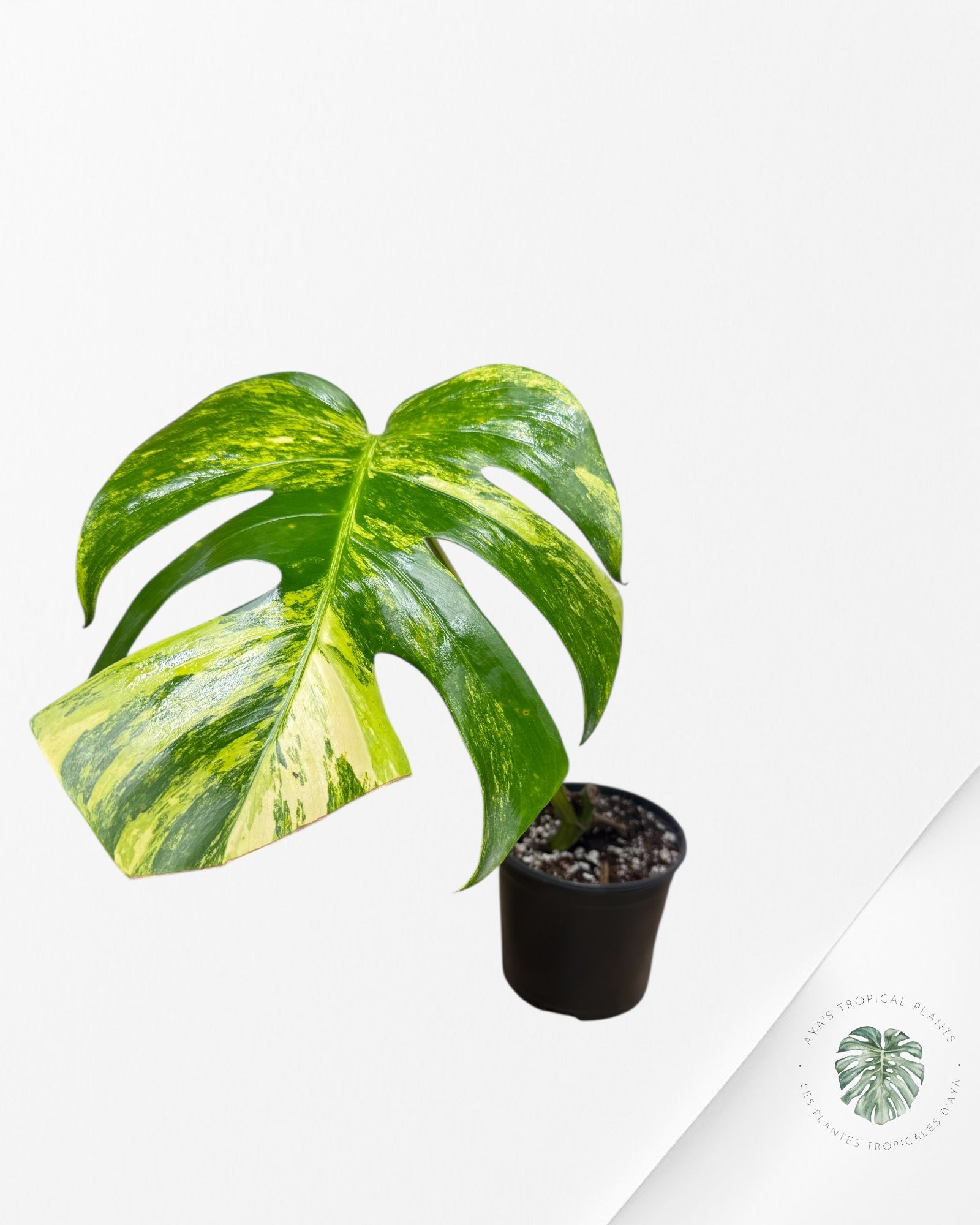 Monstera Aurea - AU6