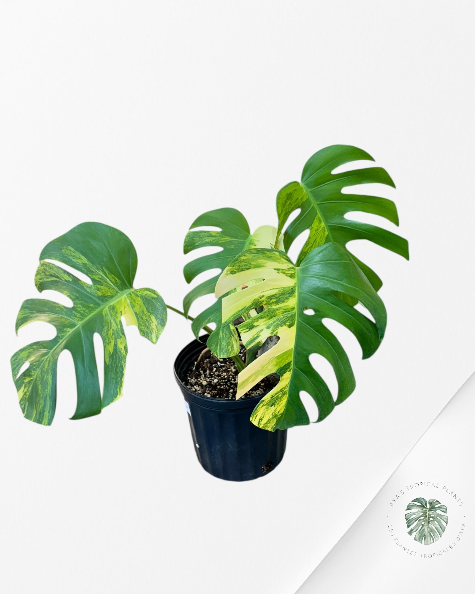 Monstera Aurea - AU2