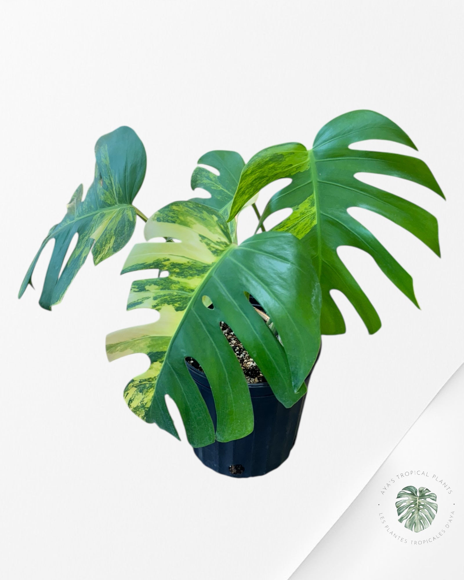 Monstera Aurea - AU2