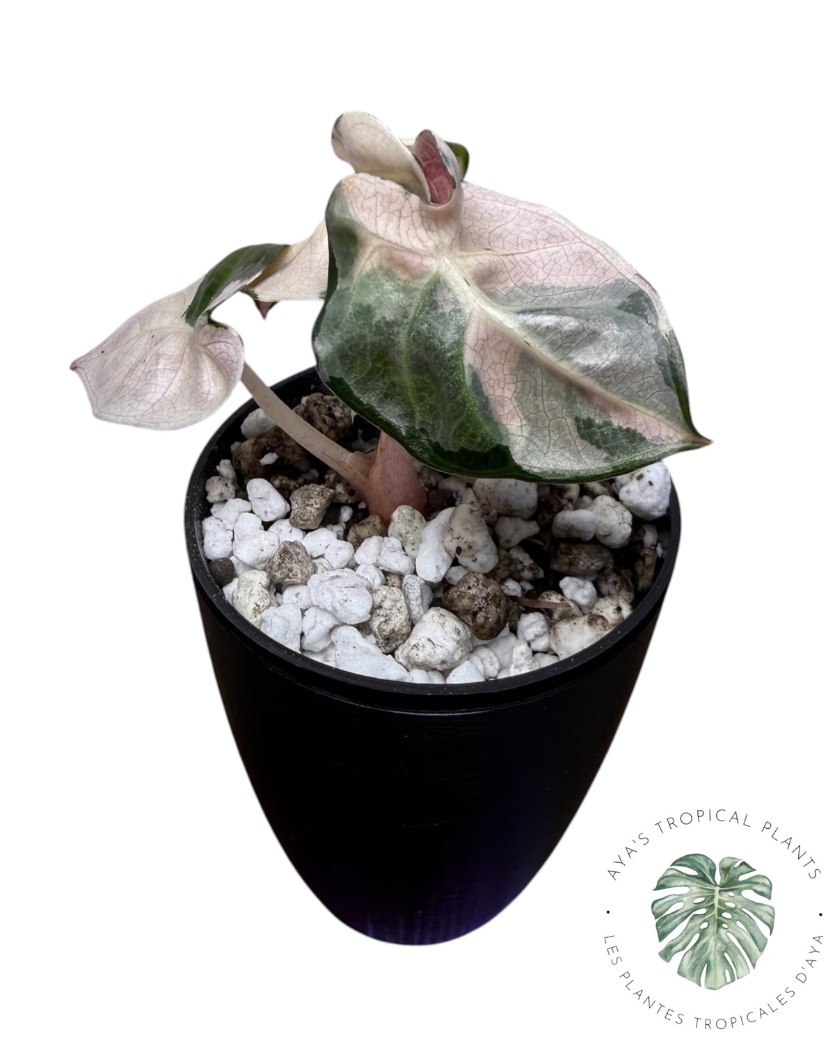 Alocasia Heart Balloon Pink variegated