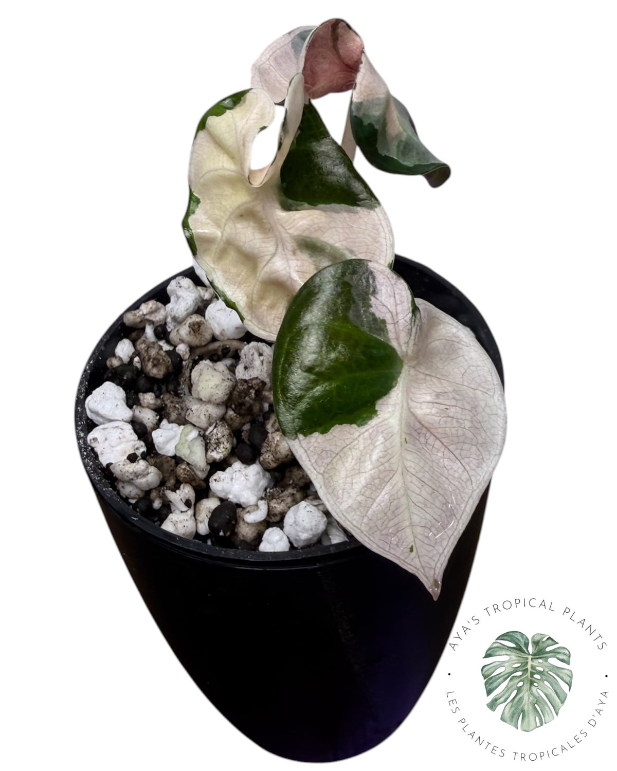 Alocasia Heart Balloon Pink variegated