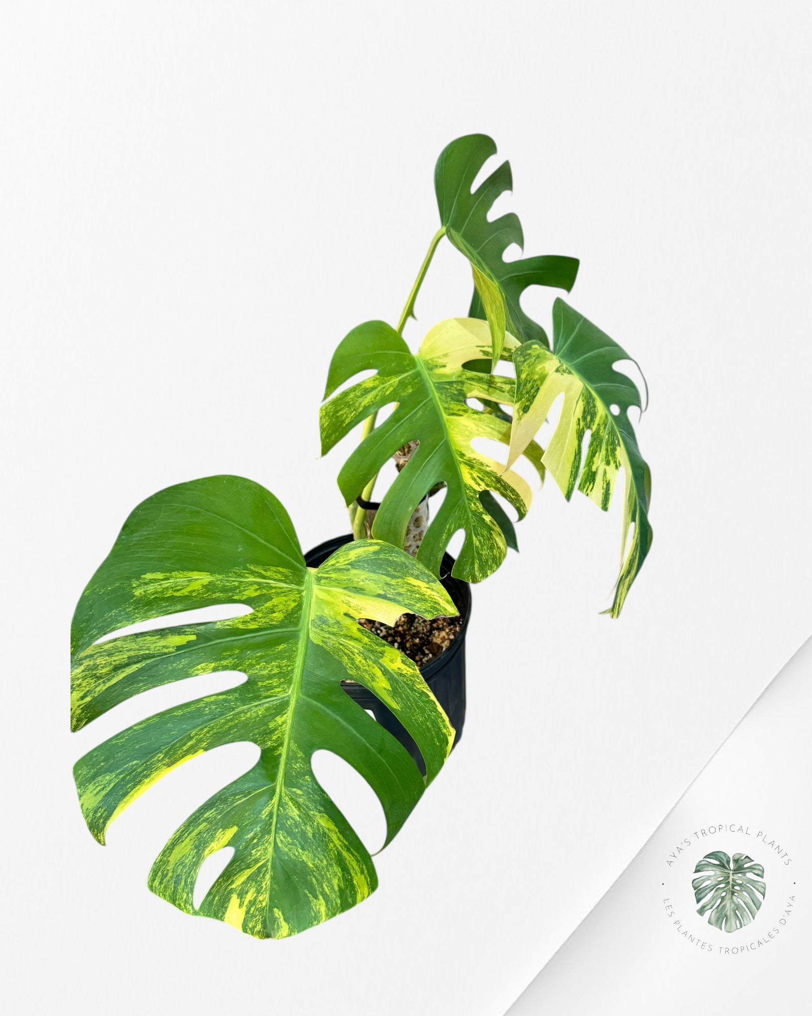 Monstera Aurea - AU2