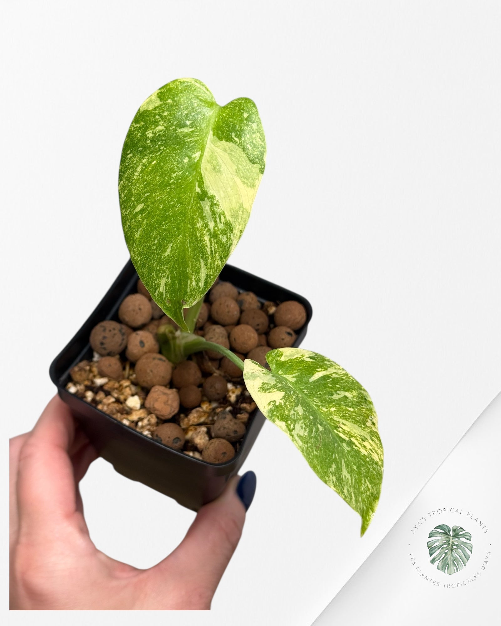 Monstera Legacy | Rare Aroid  Plant | Aya's Tropical Plants