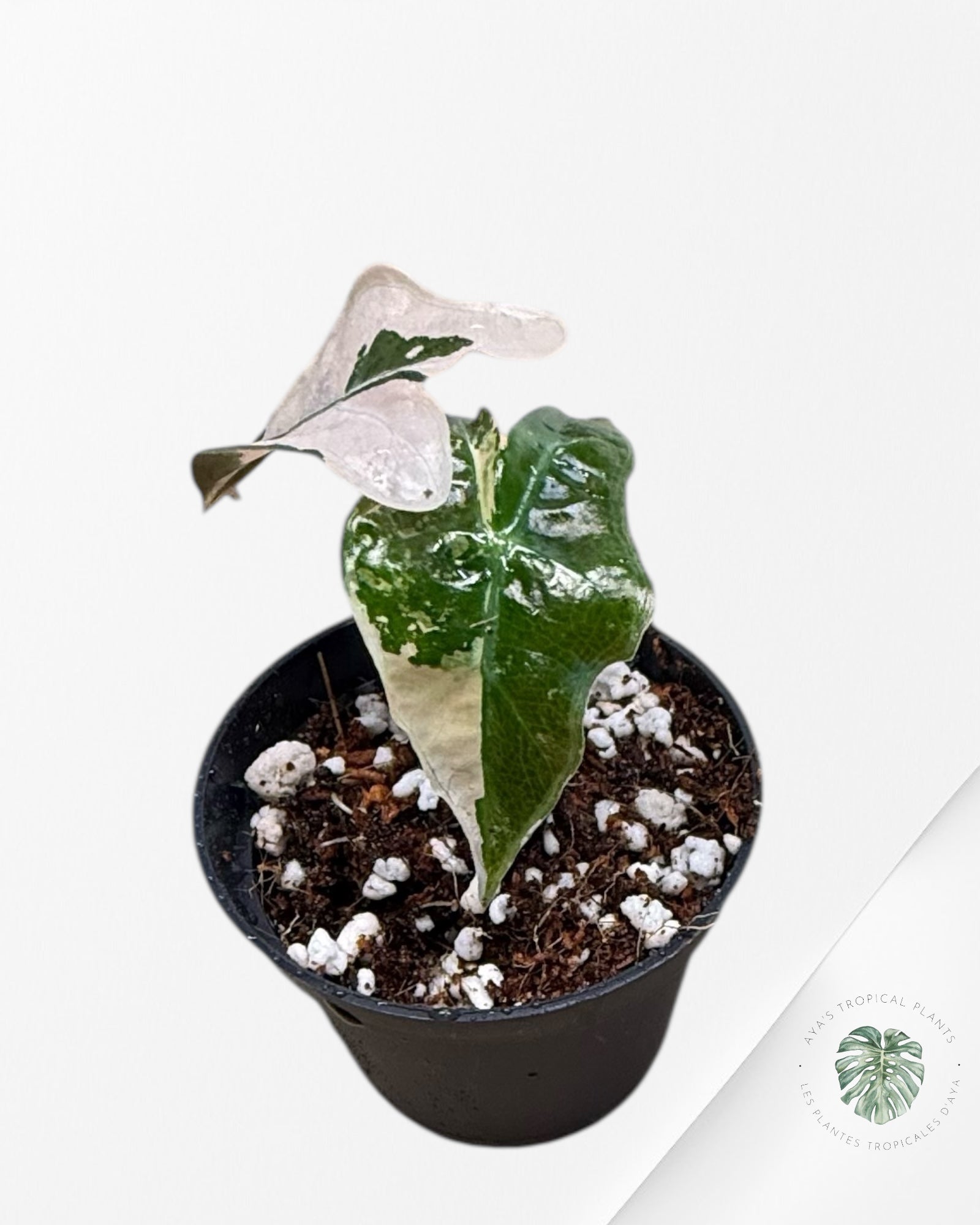 Alocasia Nobilis Variegated Pink - NP