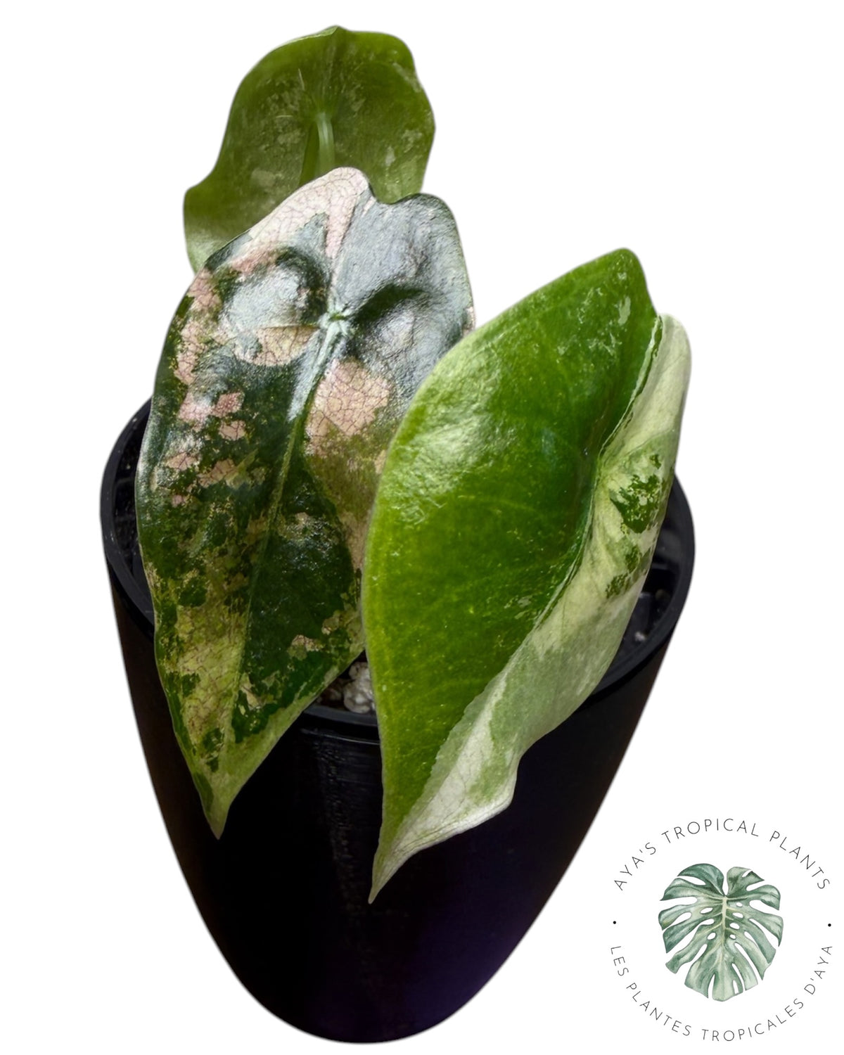 Alocasia Sedenii Pink Variegated