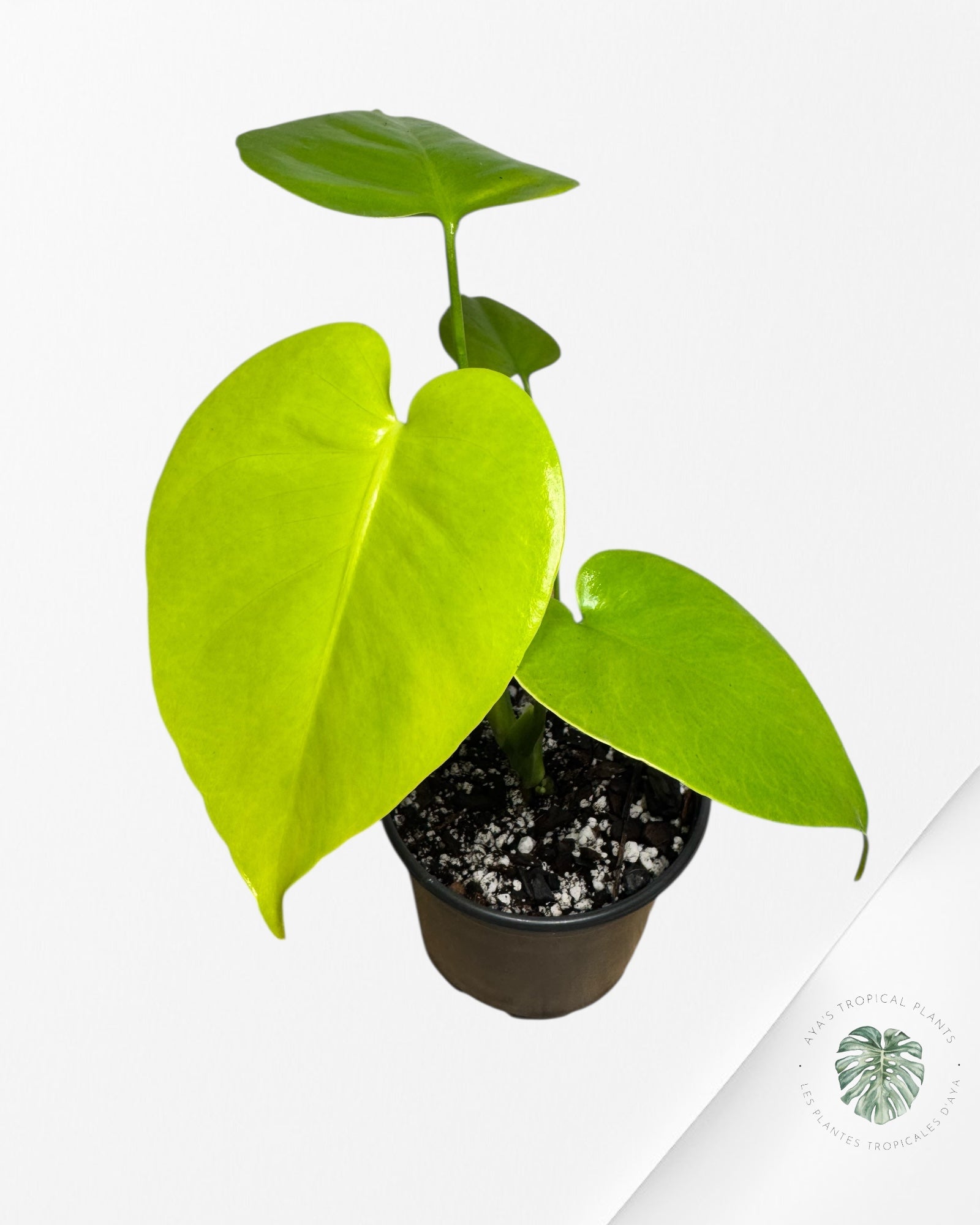 Monstera Deliciosa 'Lemon Lime' - MLL