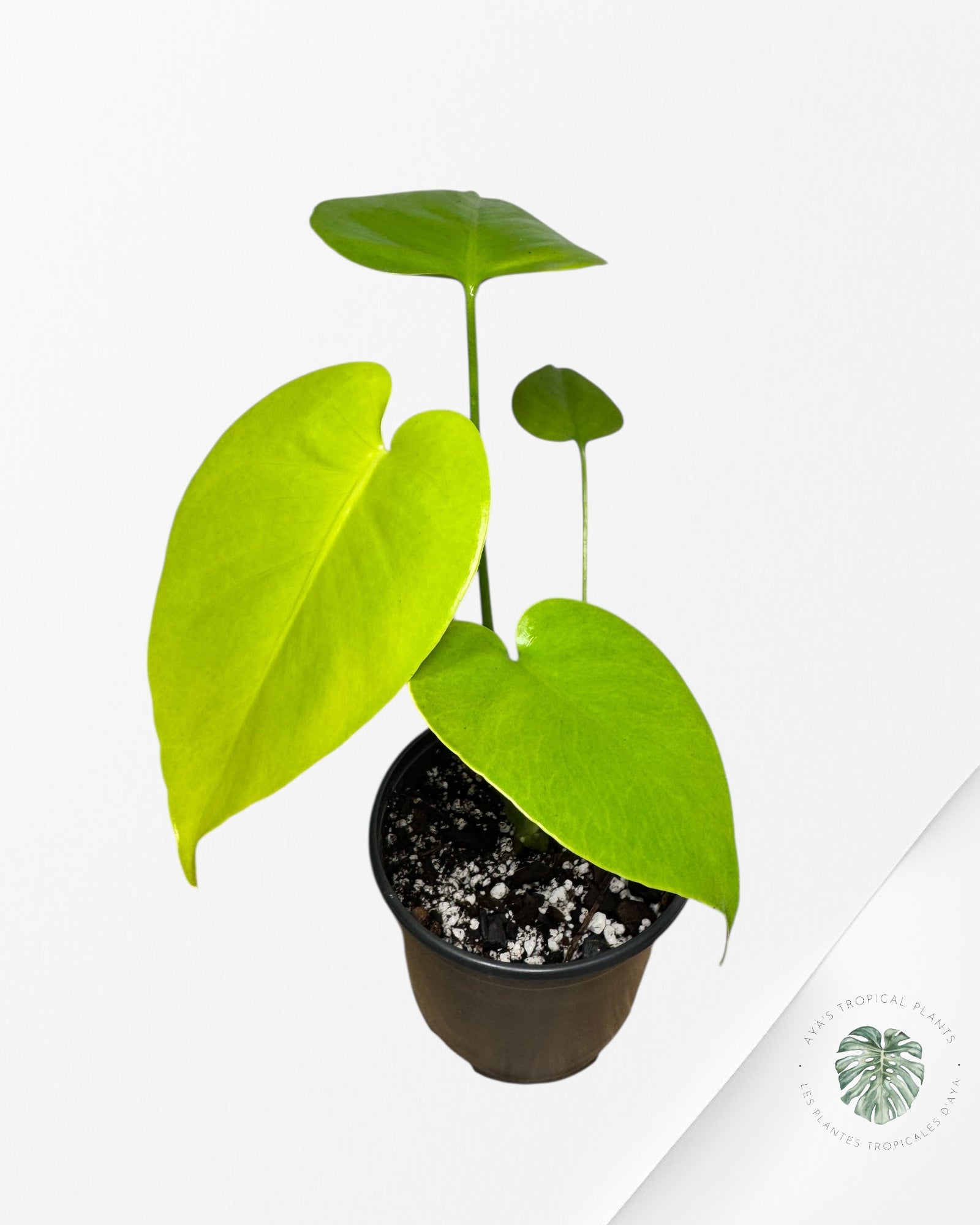 Monstera Deliciosa 'Lemon Lime' - MLL