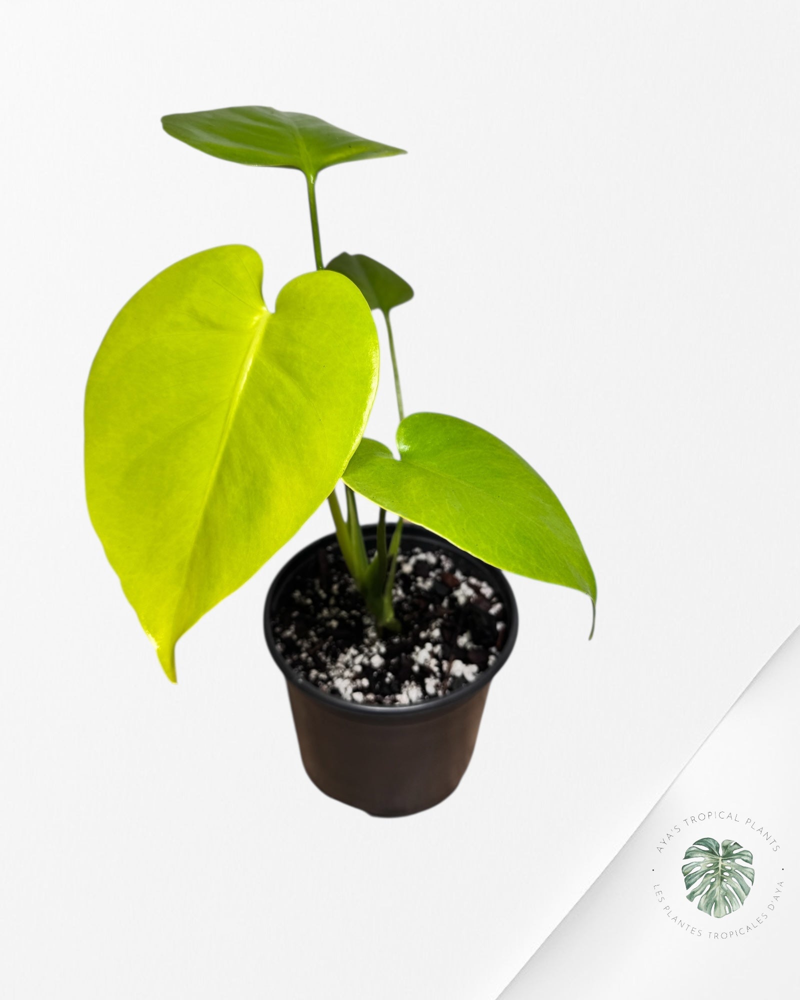 Monstera Deliciosa 'Lemon Lime' - MLL