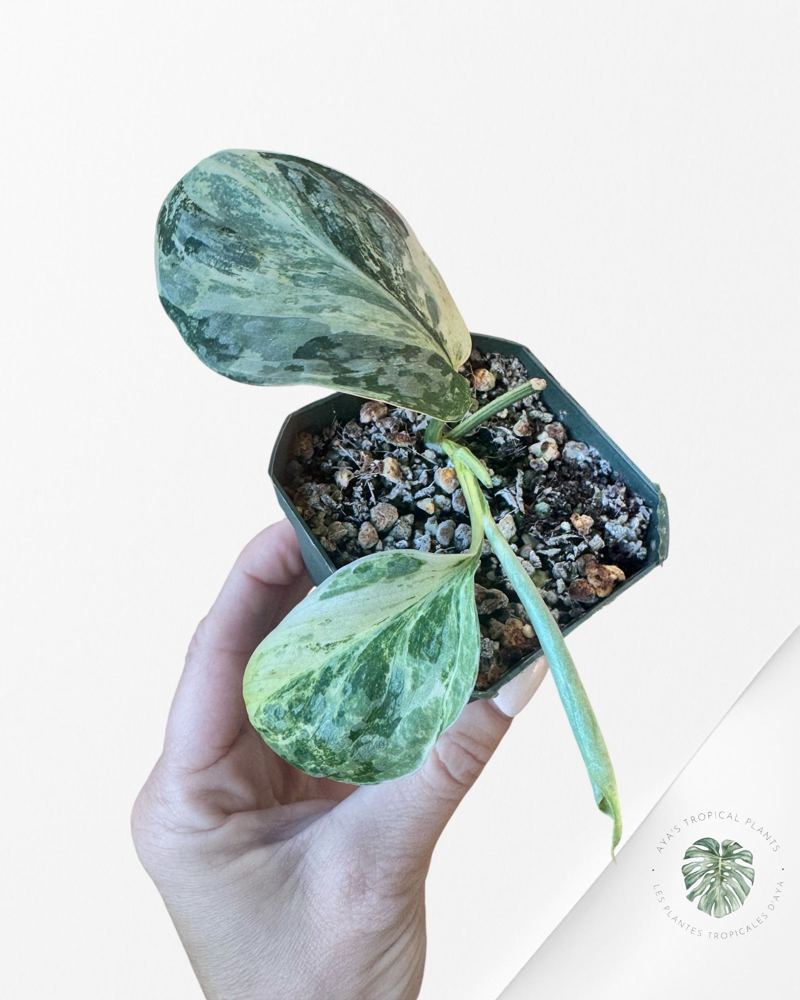 Scindapsus Exotica White Crystal Variegated-W