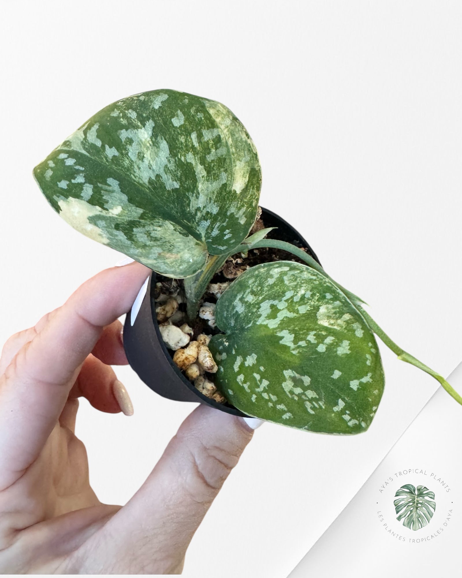 Scindapsus Senopati-F
