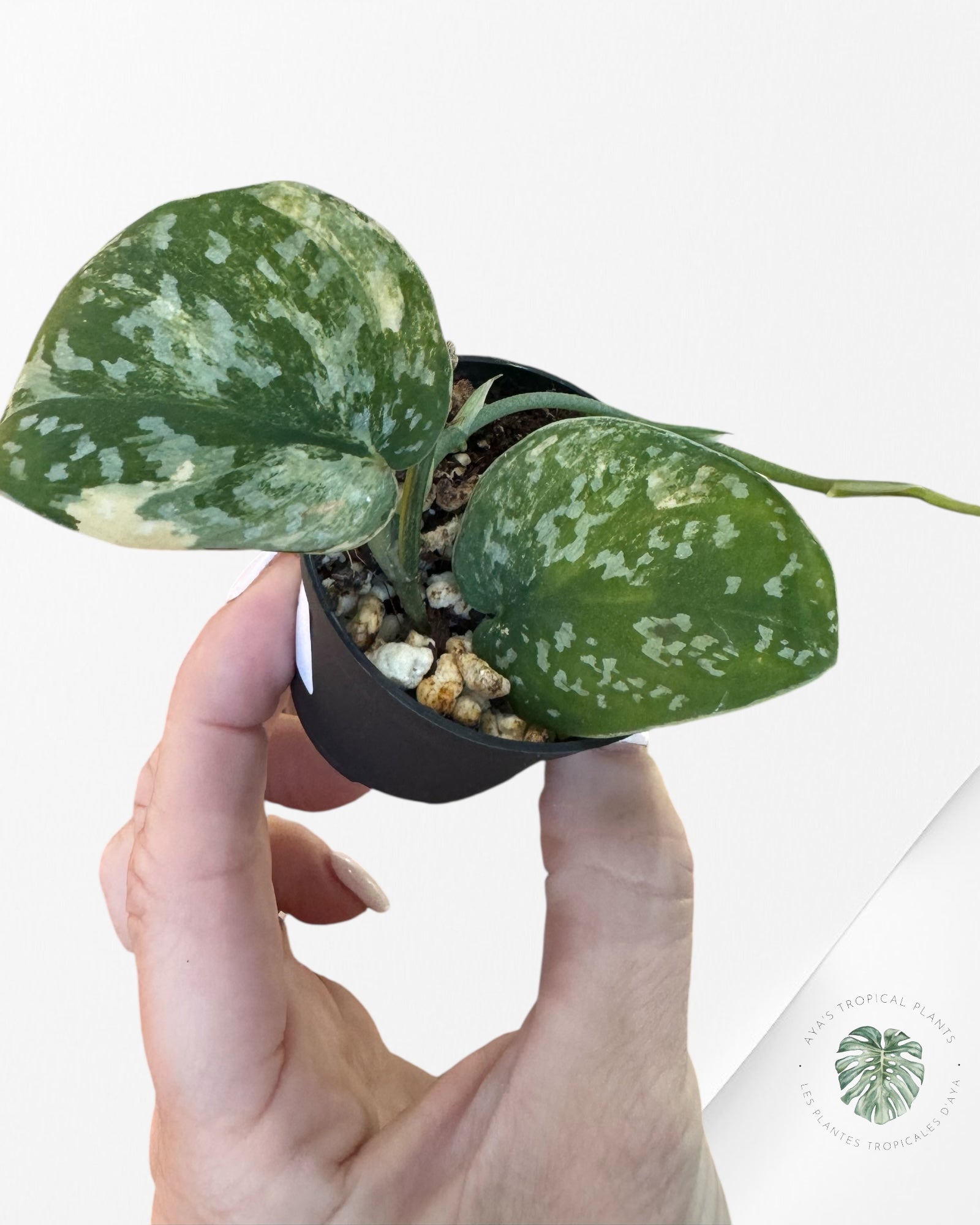Scindapsus Senopati-F