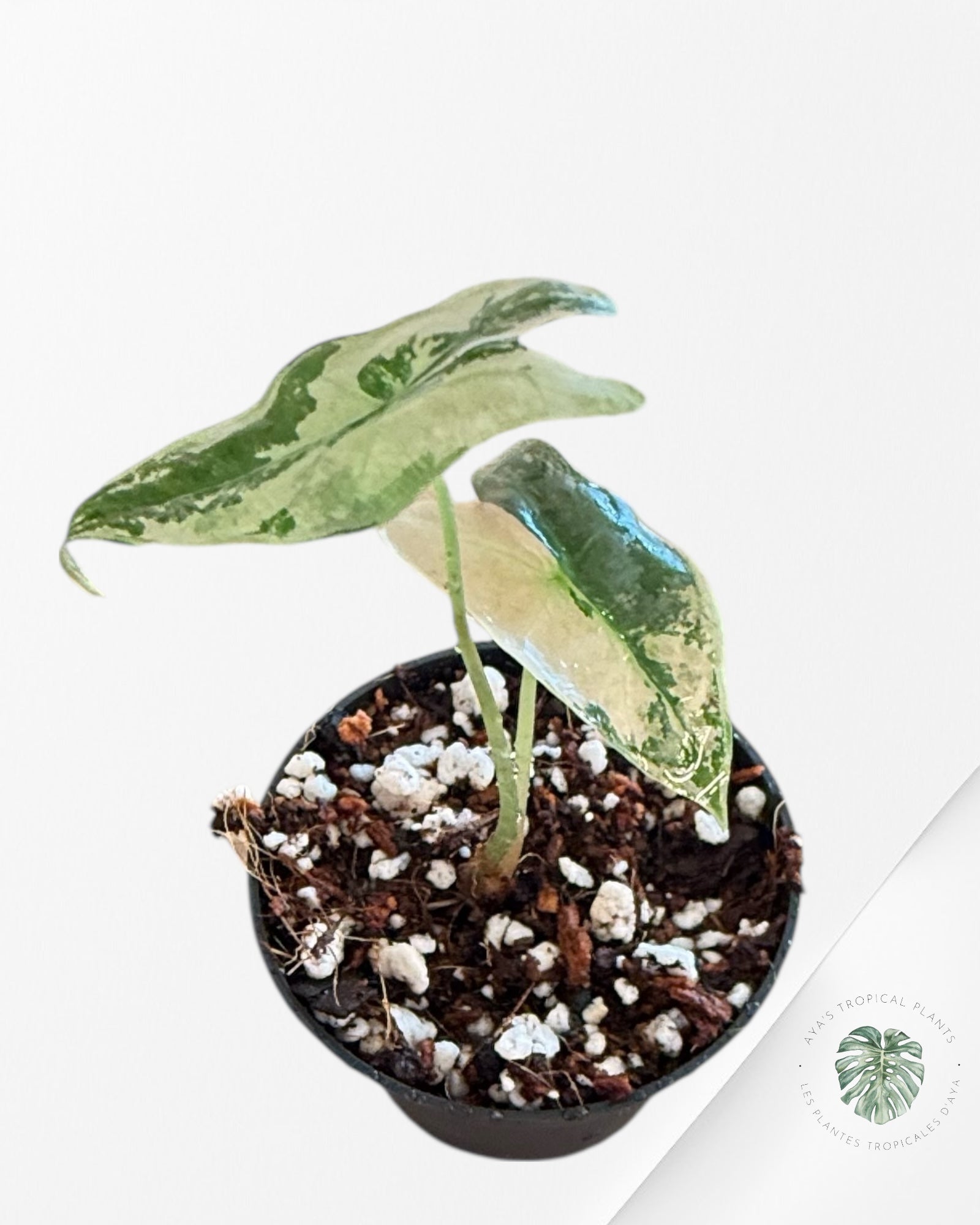 Alocasia Nobilis Variegated Pink - V2
