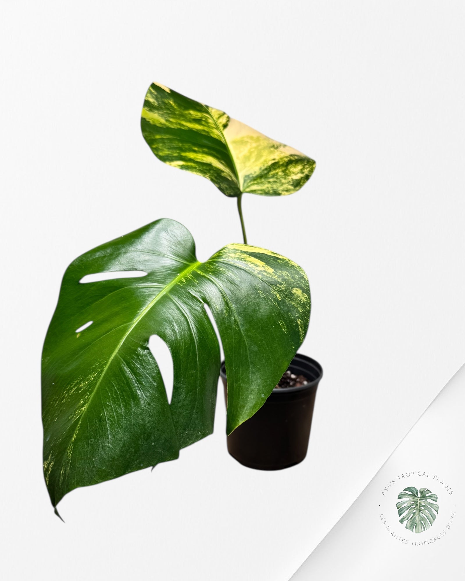 Monstera Aurea - MA2