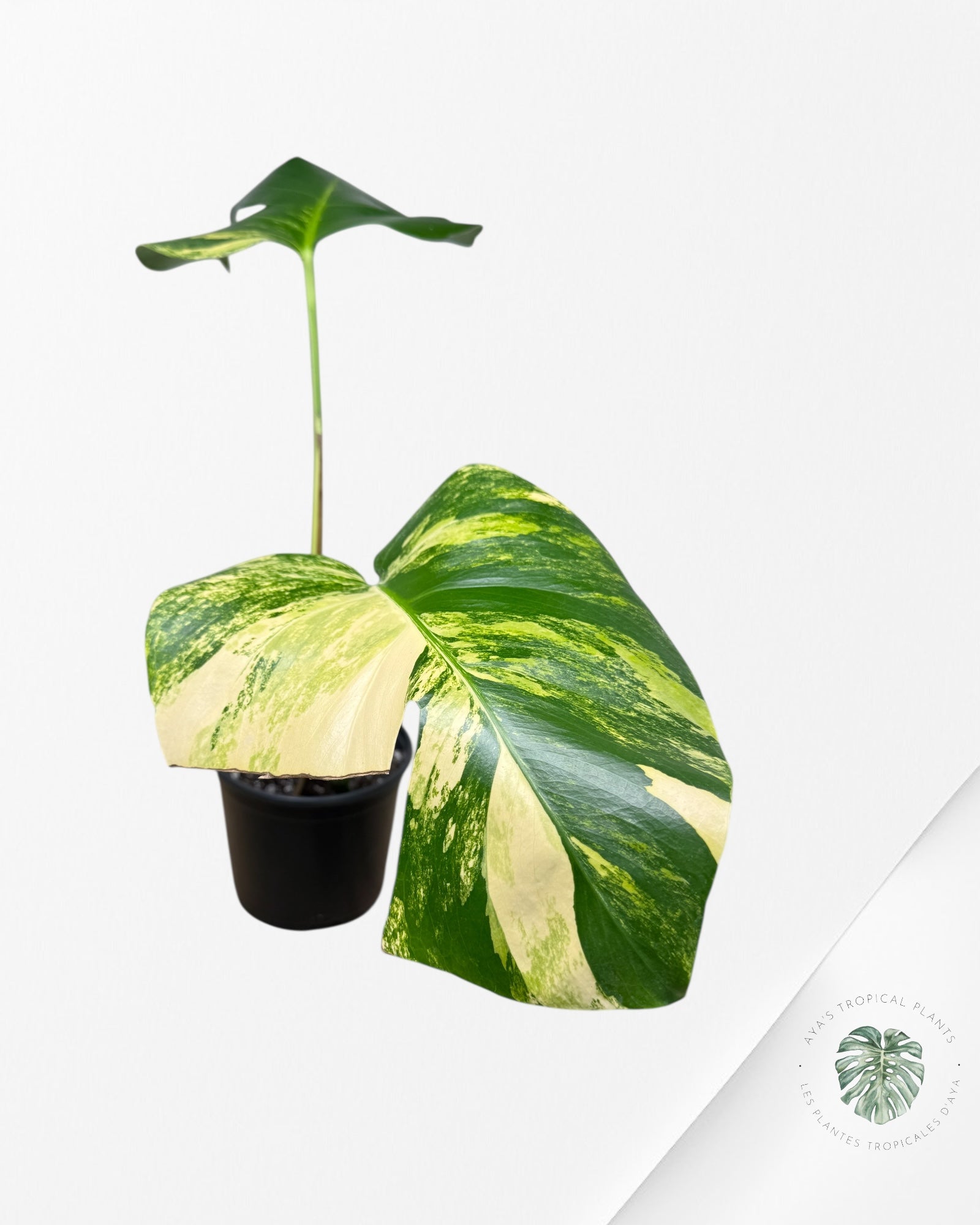 Monstera Aurea - MA2