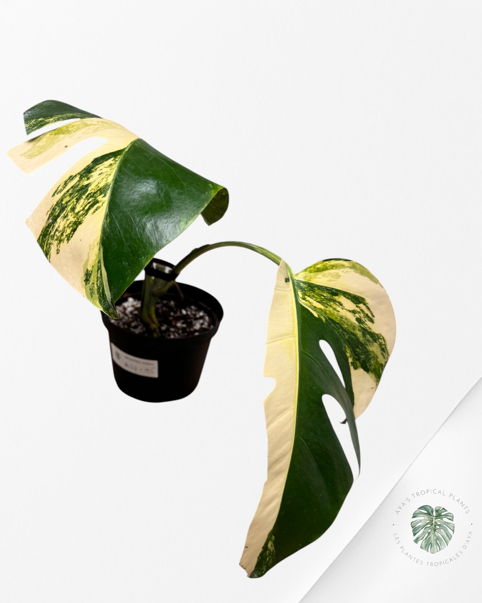 Monstera Aurea - MA1