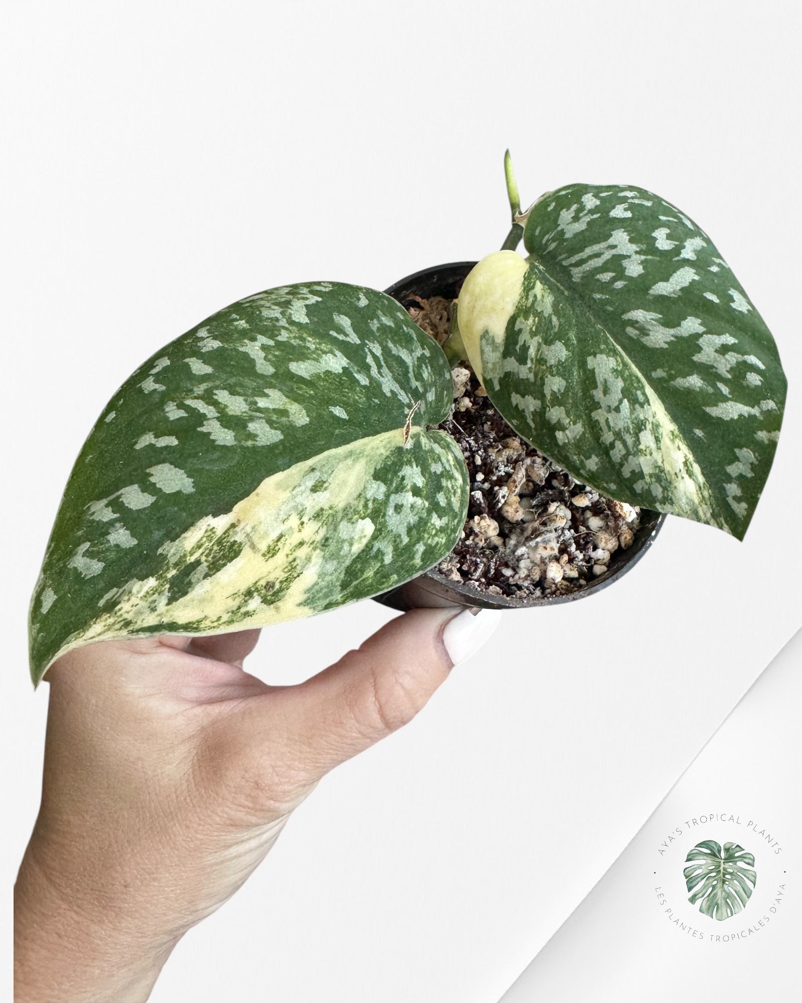 Scindapsus Senopati-O