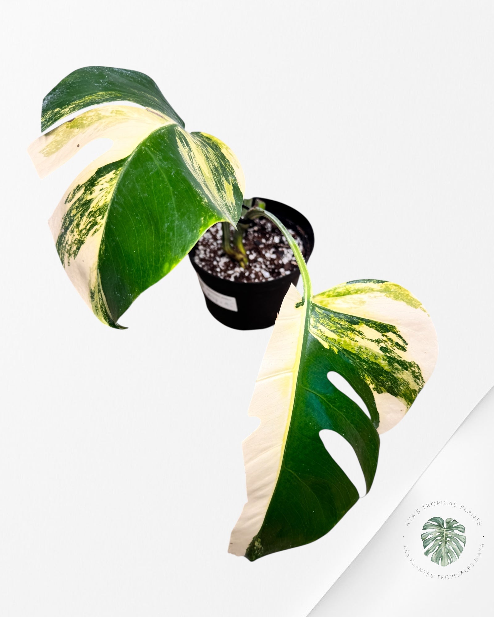 Monstera Aurea - MA1
