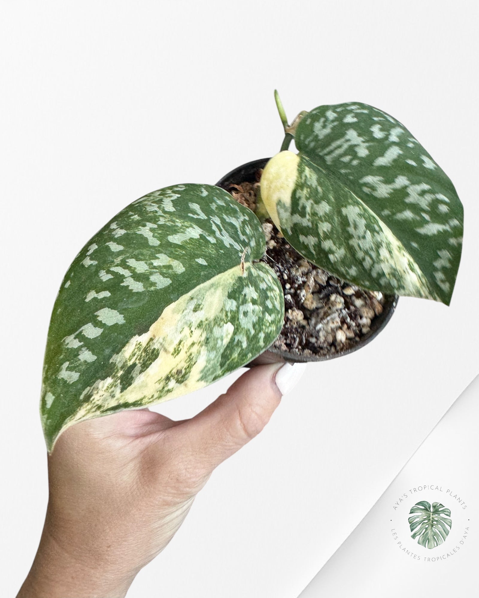 Scindapsus Senopati-O