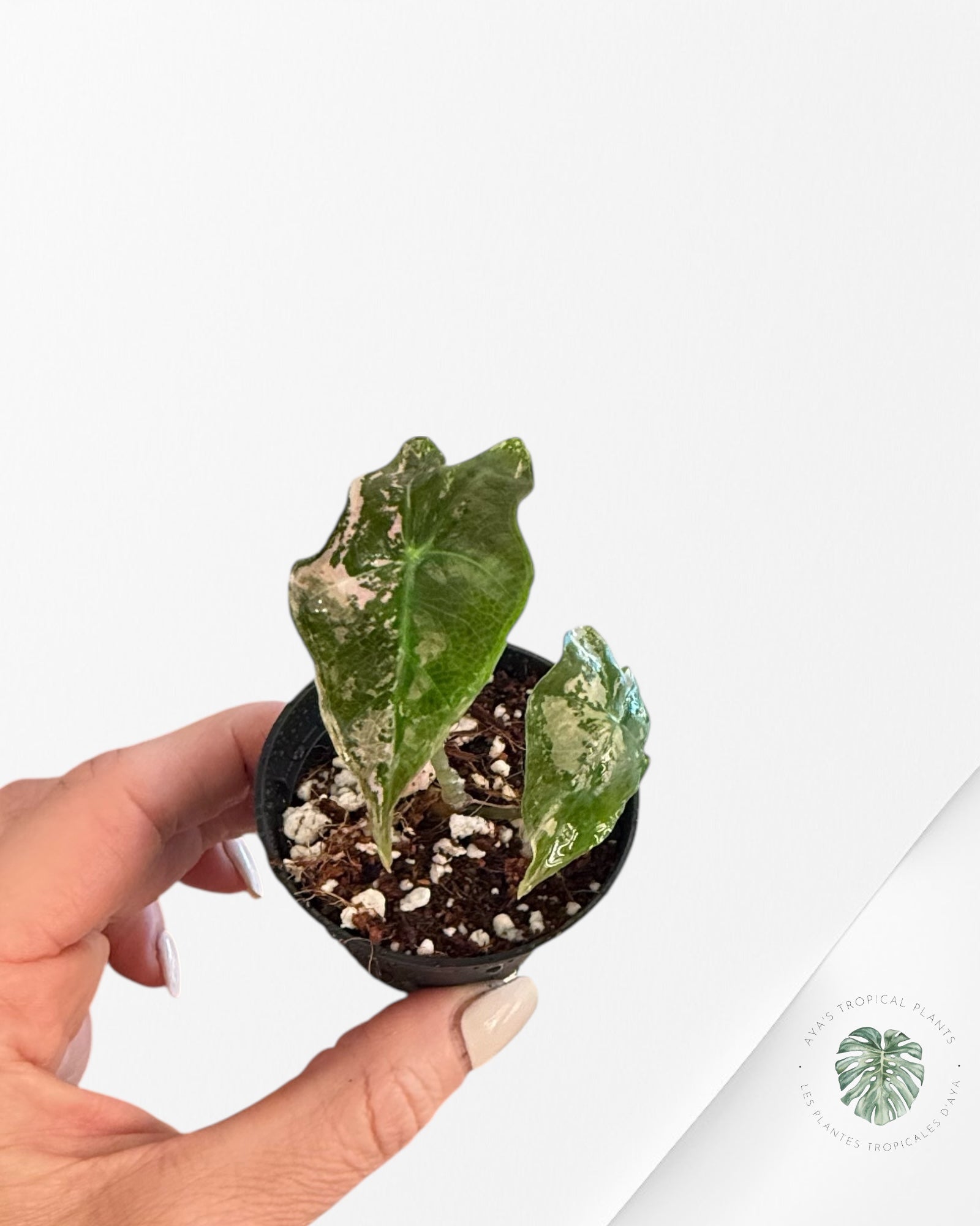 Alocasia Nobilis Variegated Pink - MO