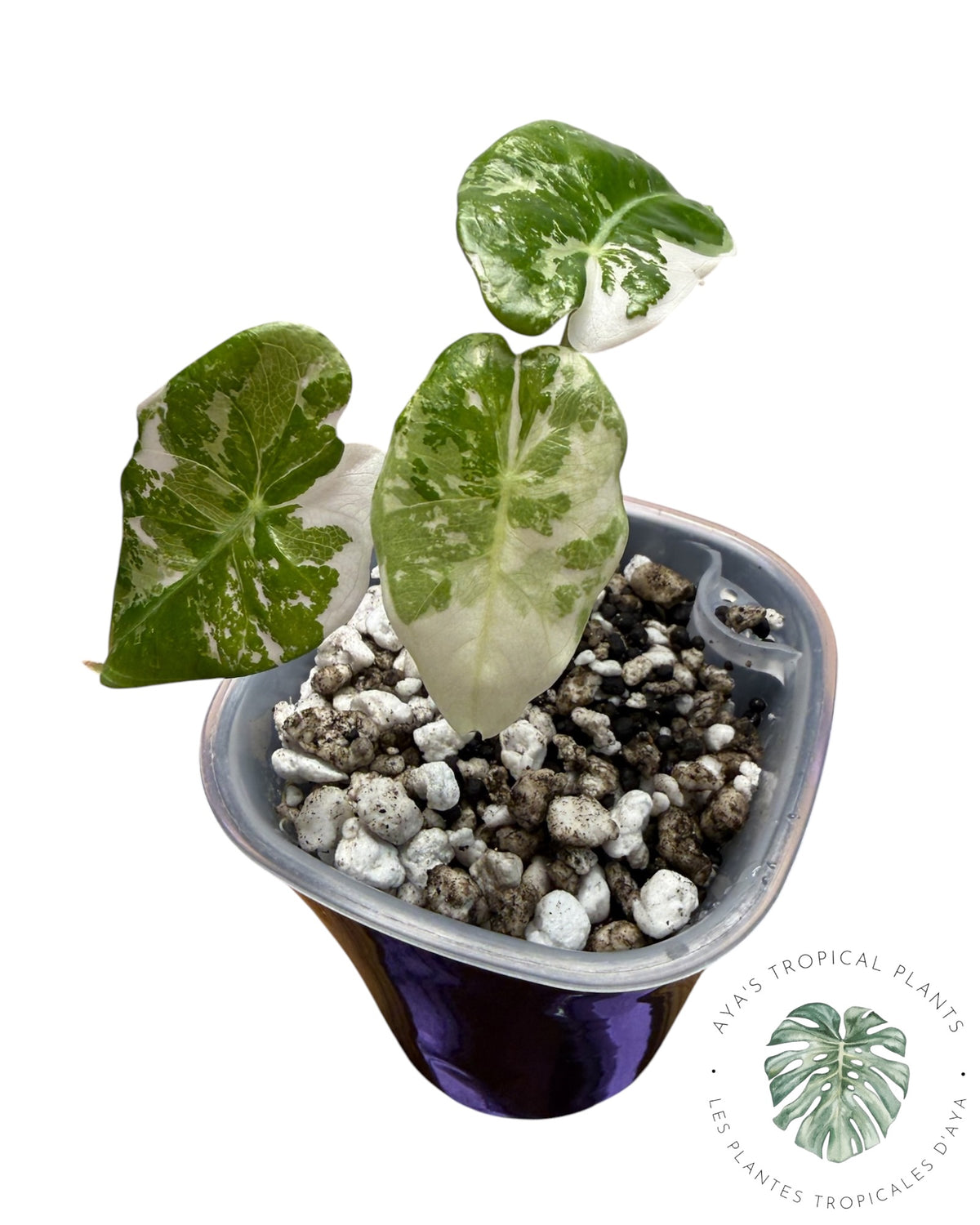 Alocasia Longiloba Grandis Panaché Rose