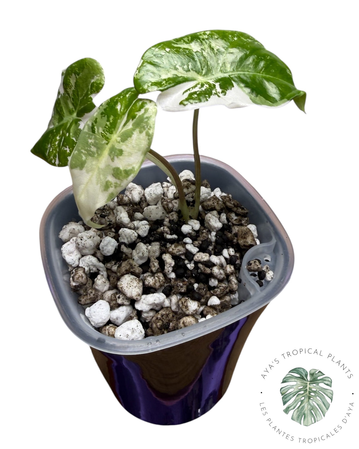 Alocasia Longiloba Grandis Panaché Rose