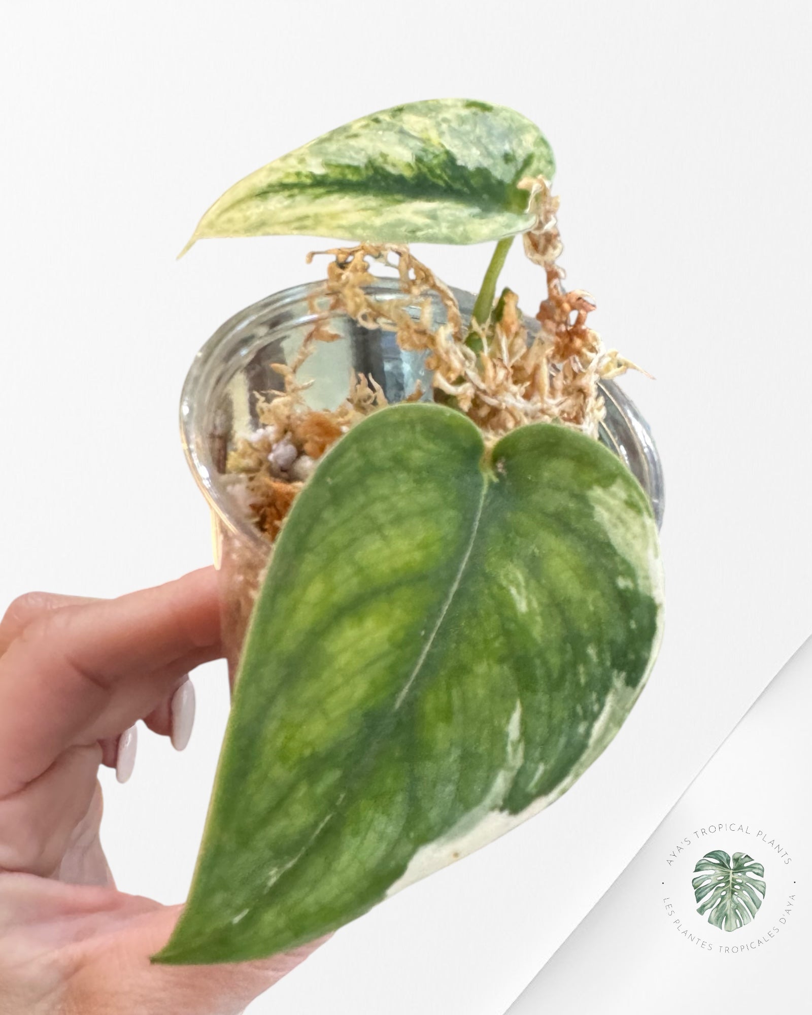 Scindapsus Sparklin Borneo - P100