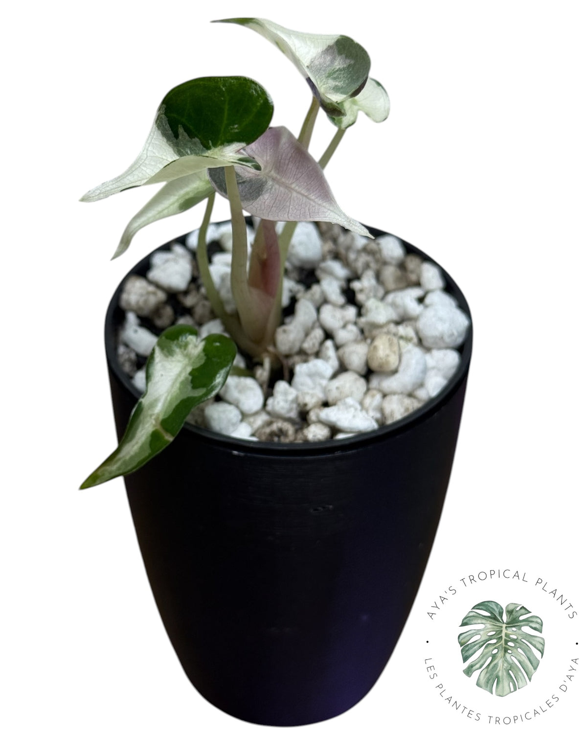 Alocasia Bambino Pink Lava Panaché