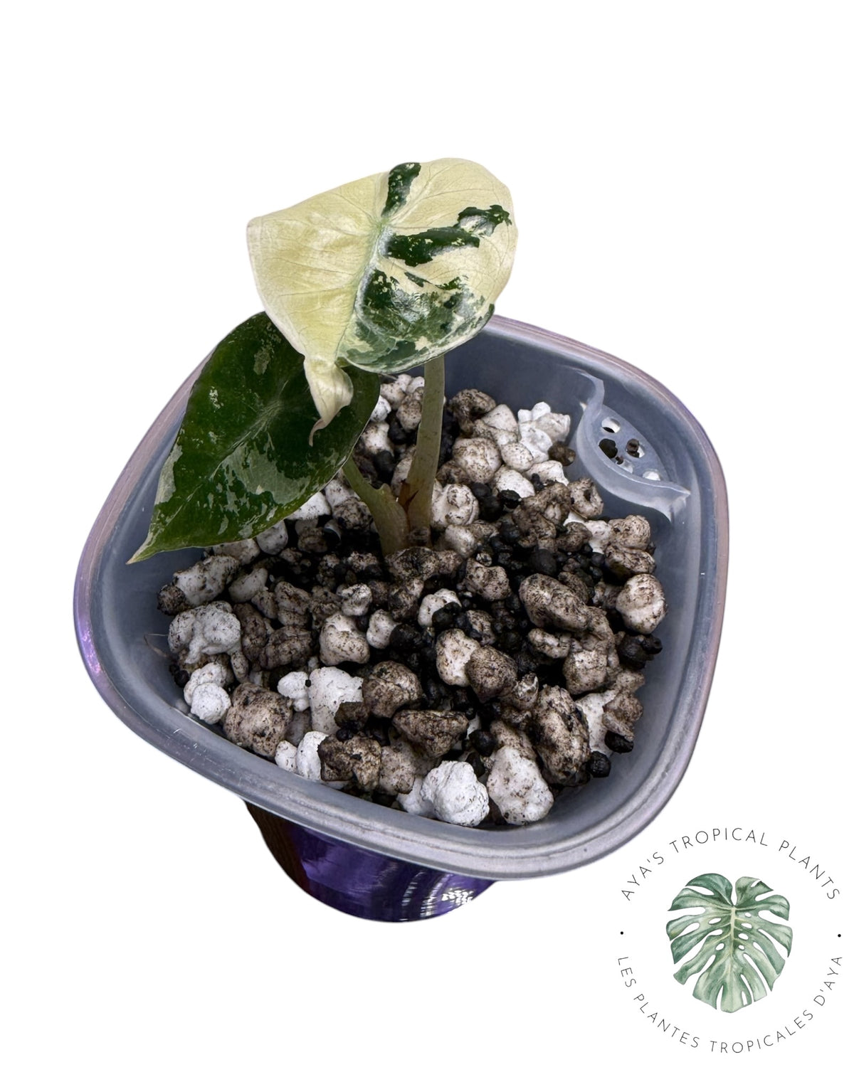 Alocasia Mandalay Pink Variegated