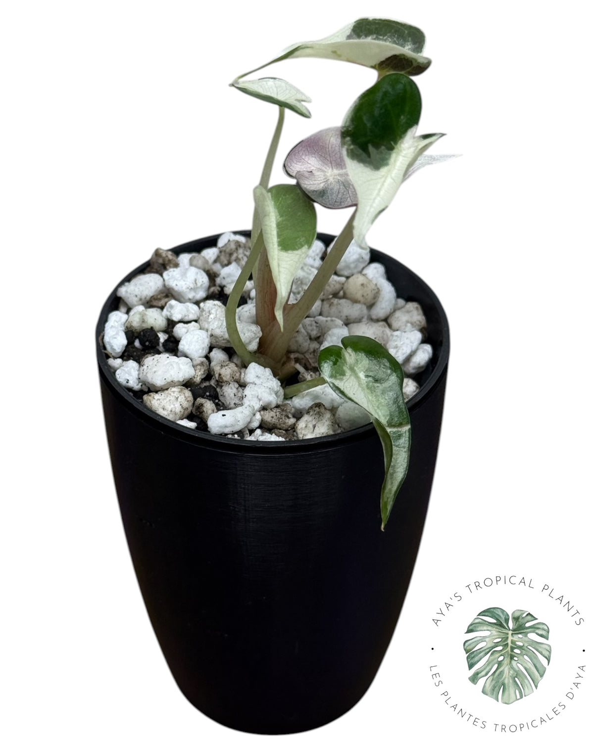 Alocasia Bambino Pink Lava Panaché