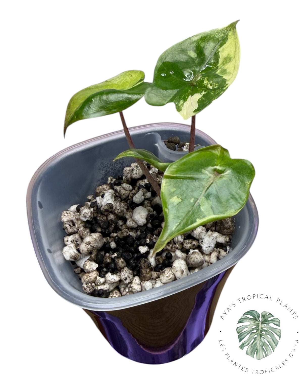 Alocasia Yucatan Princess Pink Variegated